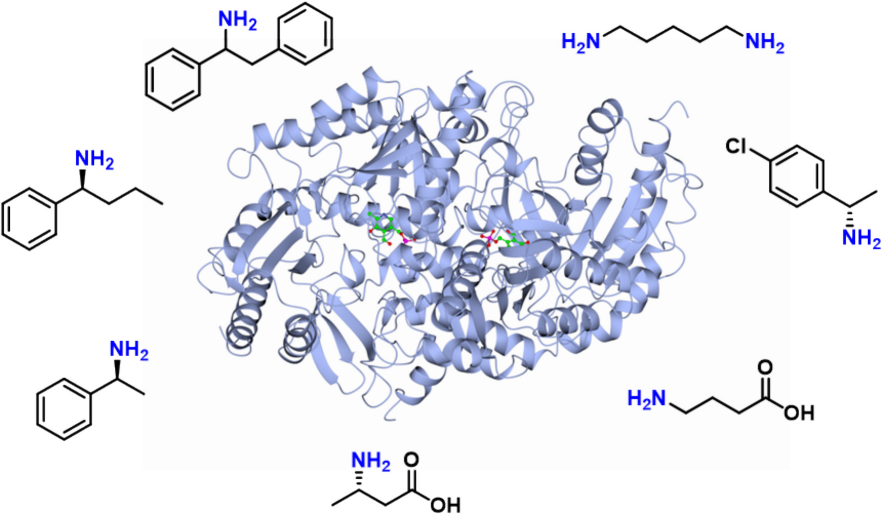 Functional and structural insights into a thermostable ()-selective amine transaminase and its improved substrate scope by protein engineering