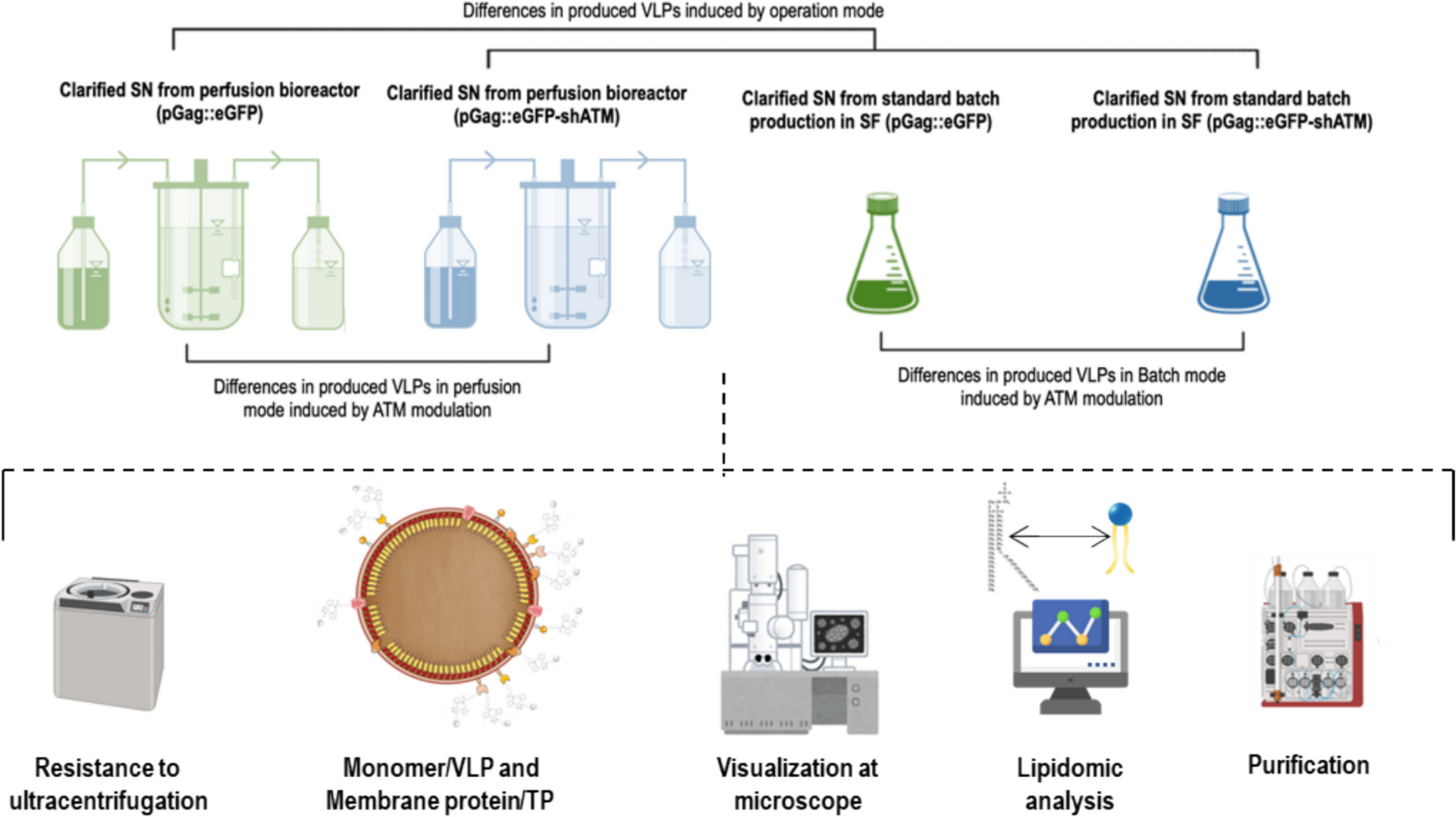 Impact of specific productivity and operation mode upon the biophysical properties of HIV-1 Gag-based virus-like particles