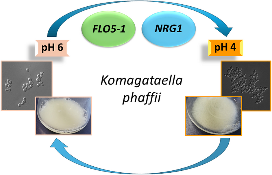 Flo5-1 and Nrg1 are involved in reversible pH-dependent flocculation in