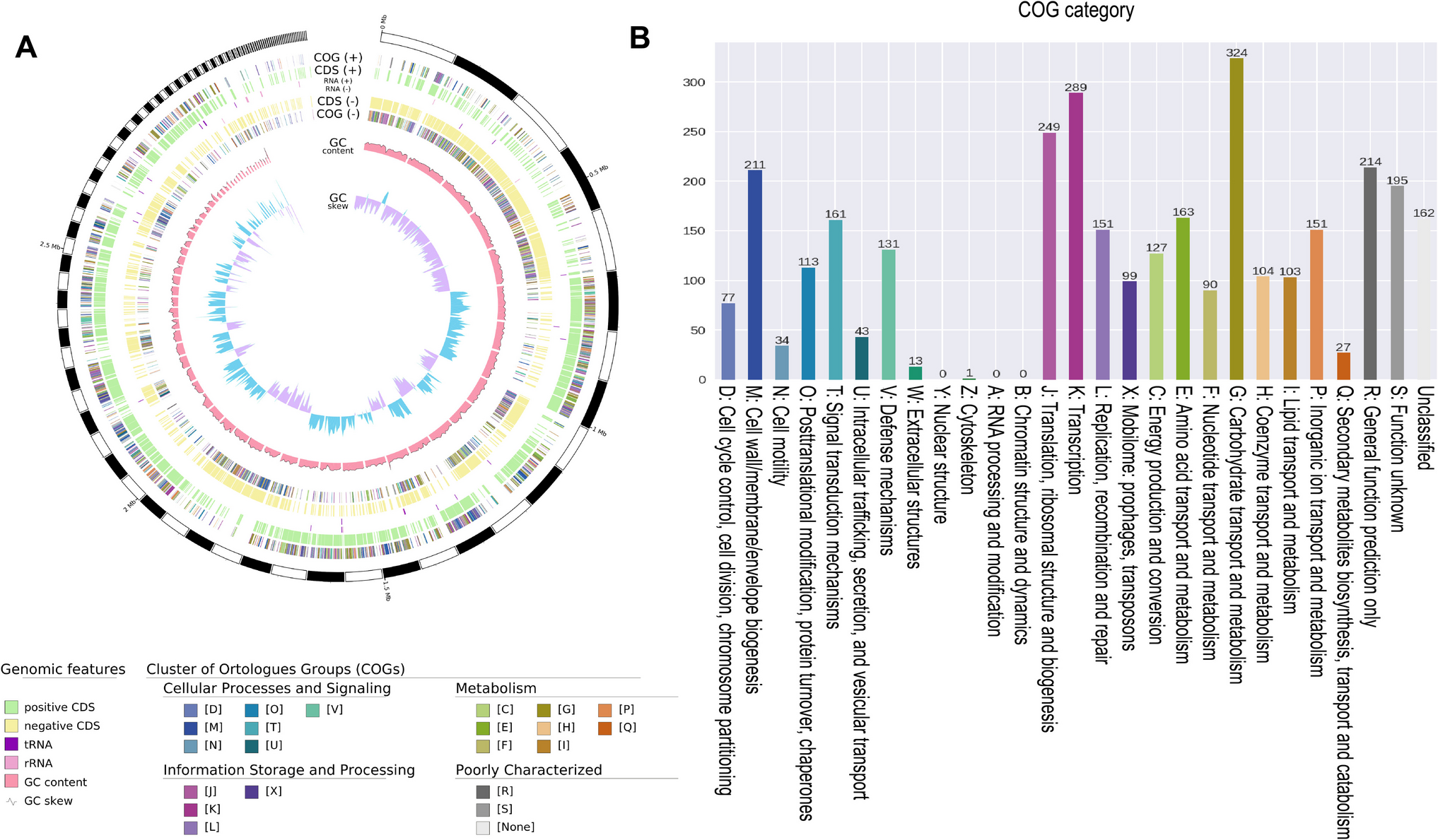 Probiotic potential and antimicrobial efficacy of a dairy isolate,  MBBL3