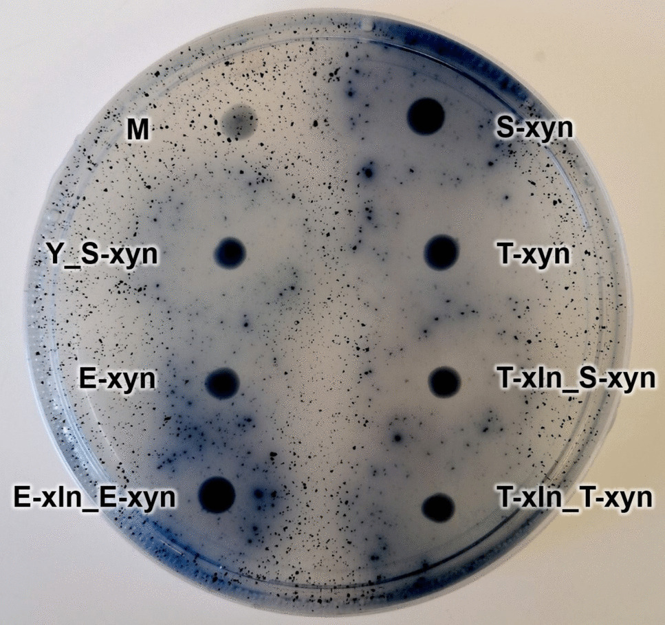 Identifying promoters to enhance heterologous gene expression in recombinant  strains cultivated on non-native substrates