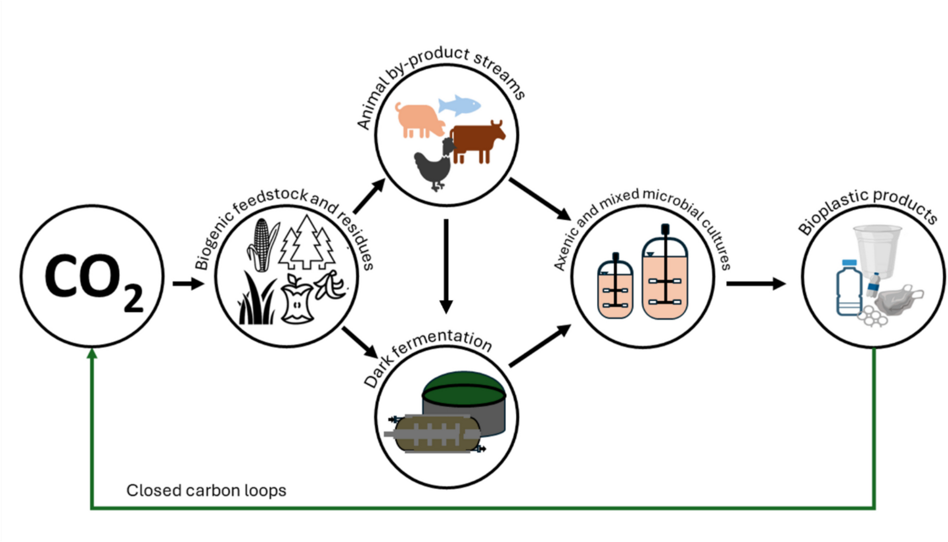 Polyhydroxyalkanoate production from food residues