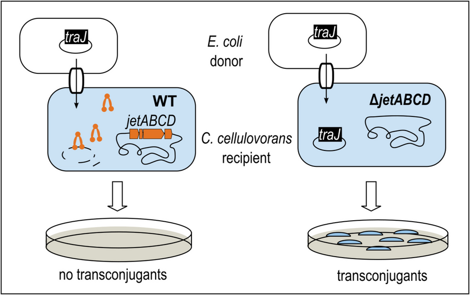 SMC-like Wadjet system prevents plasmid transfer into