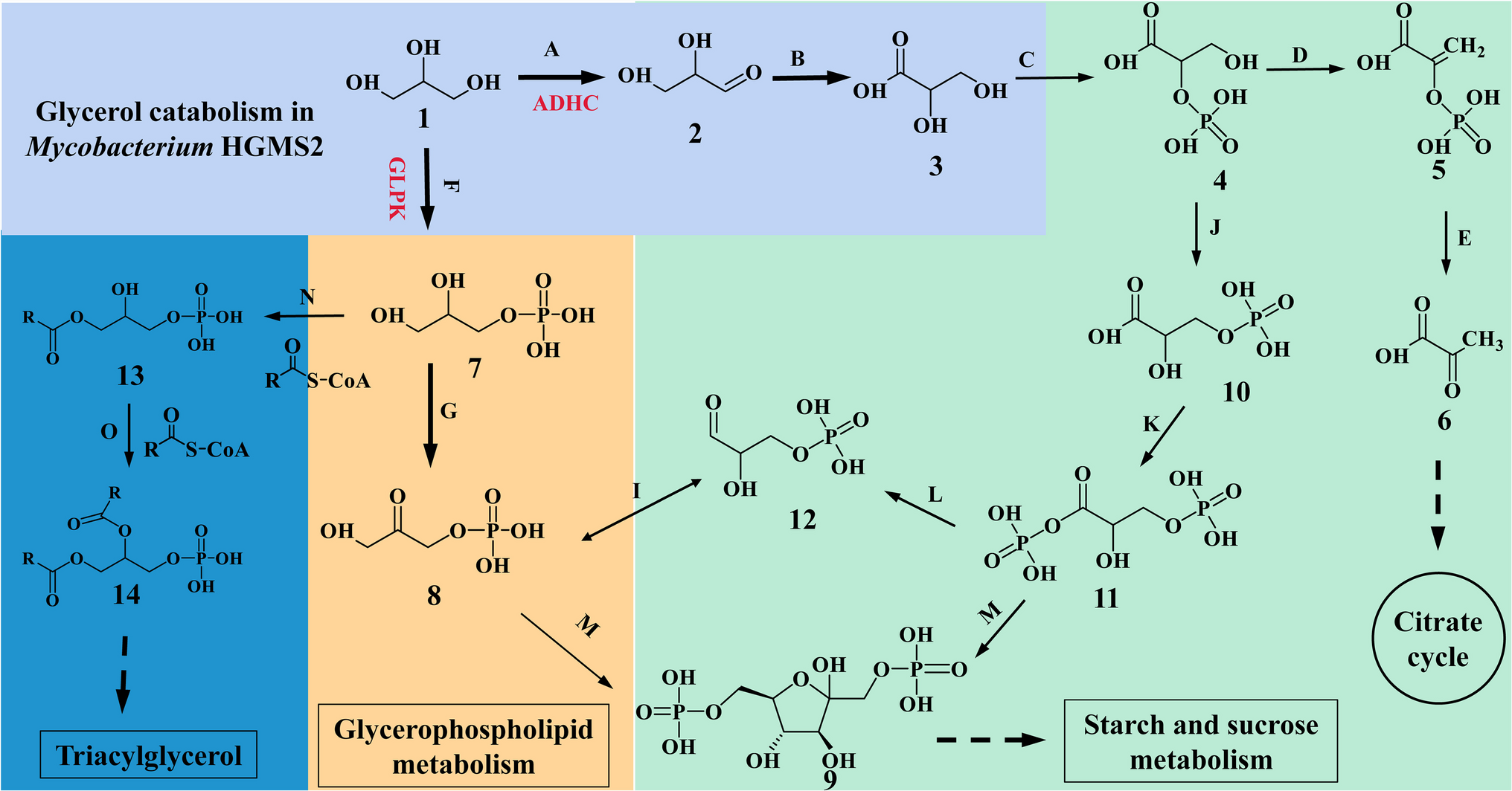 Knockout of glycerol metabolic pathways enables efficient mycolicibacterial phytosterol conversion using glycerol as cosovlent