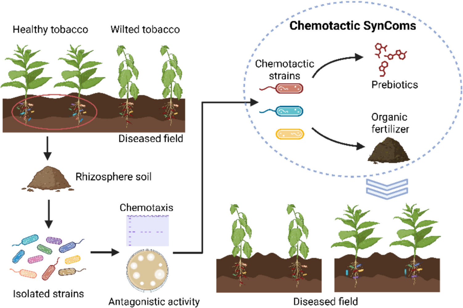 Development of a chemotactic SynCom bioorganic fertilizer for biocontrol of bacterial wilt in tobacco fields