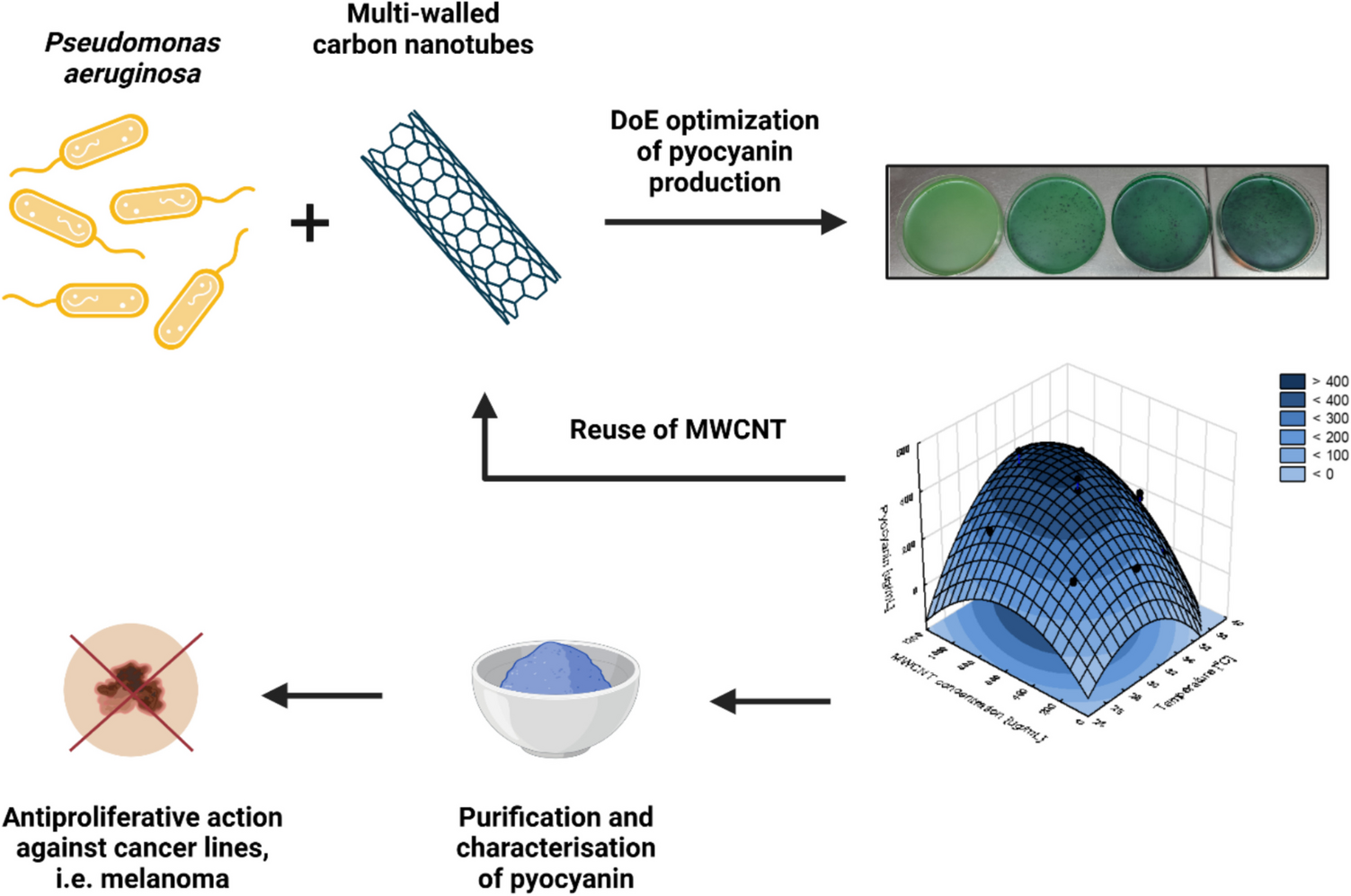 Multi-walled carbon nanotubes as reusable boosters of pyocyanin production for anticancer research