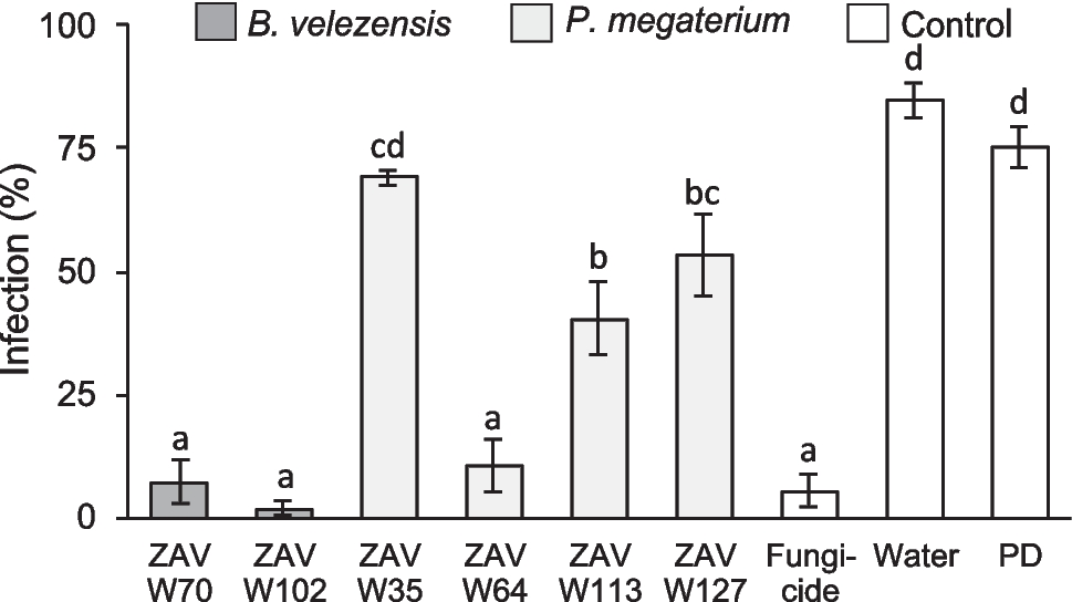 Genomically-selected antifungal Bacillaceae strains improve wheat yield and baking quality