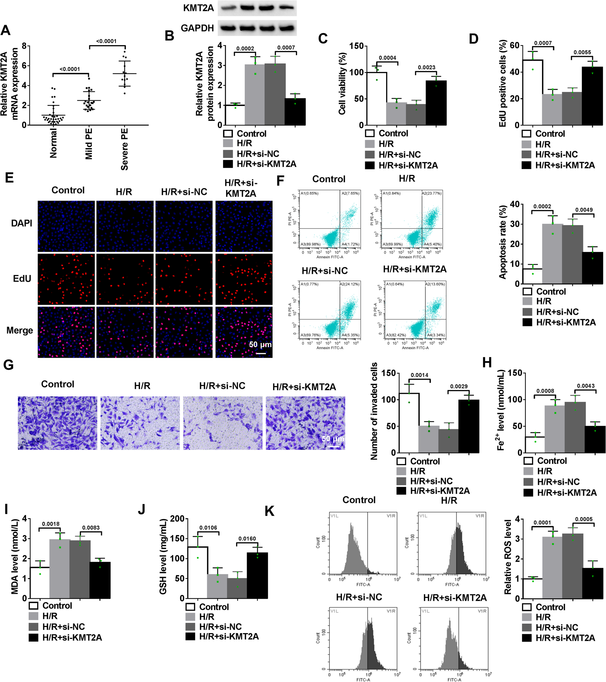 ATF2-mediated Transcriptional Activation of USP4 Stabilizes KMT2A Protein and Promotes Trophoblast Dysfunction