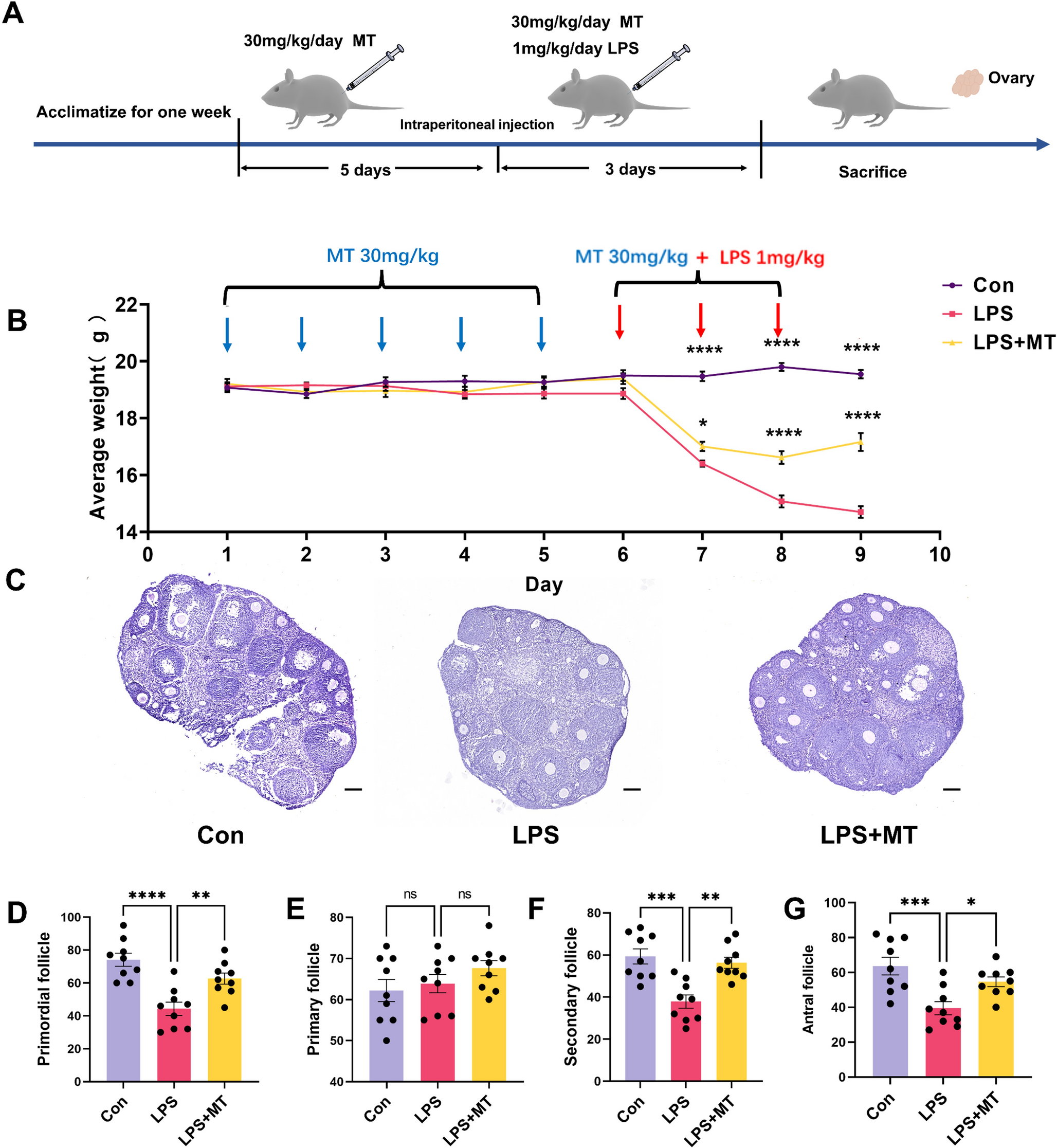 Melatonin Protects against LPS-Induced Mitochondrial Dyshomeostasis and Ovarian Damage through JNK Signaling Pathway in Mouse Ovary