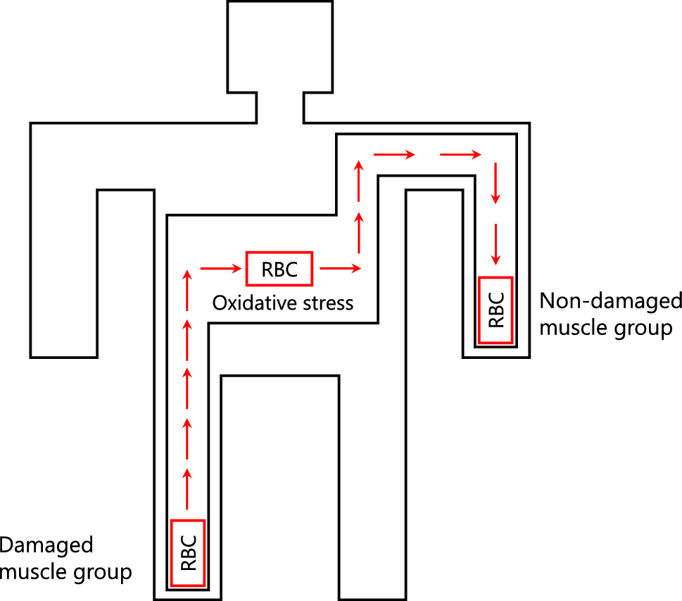 Erythrocyte Glycolytic and Redox Metabolism Affects Muscle Oxygenation and Exercise Performance: A Randomized Double-Blind Crossover Study in Men