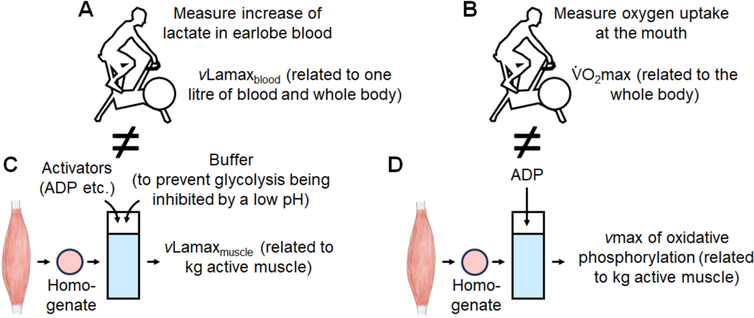 Is the Lamax for Glycolysis What the $$\dot{V}{\text{O}}_{{2}}$$ max is for Oxidative Phosphorylation?