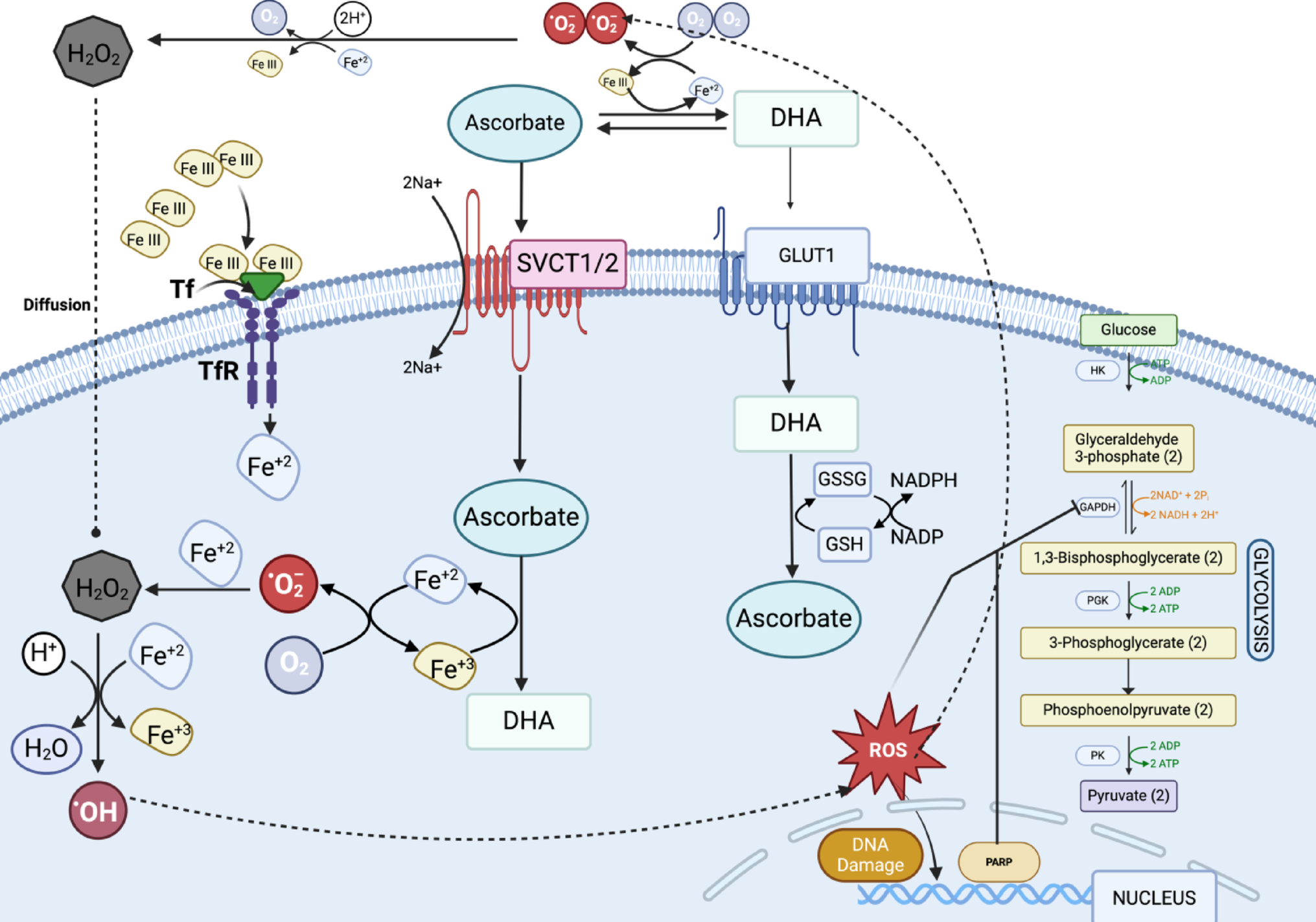 Therapeutic Potential of High Dose Vitamin C in Cancer: Mechanisms, Clinical Evidence and Future Directions