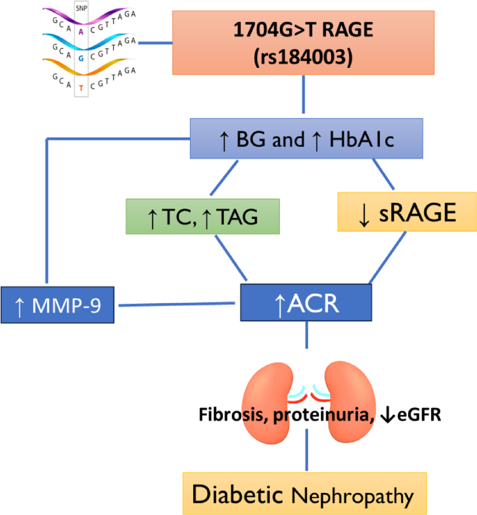 Genetic Variation in the Receptor for Advanced Glycation End Product (1704G > T) and Matrix Metalloproteinase-9 (-1562 C/T) in Type 2 Diabetic Patients with Nephropathy in Western Rajasthan