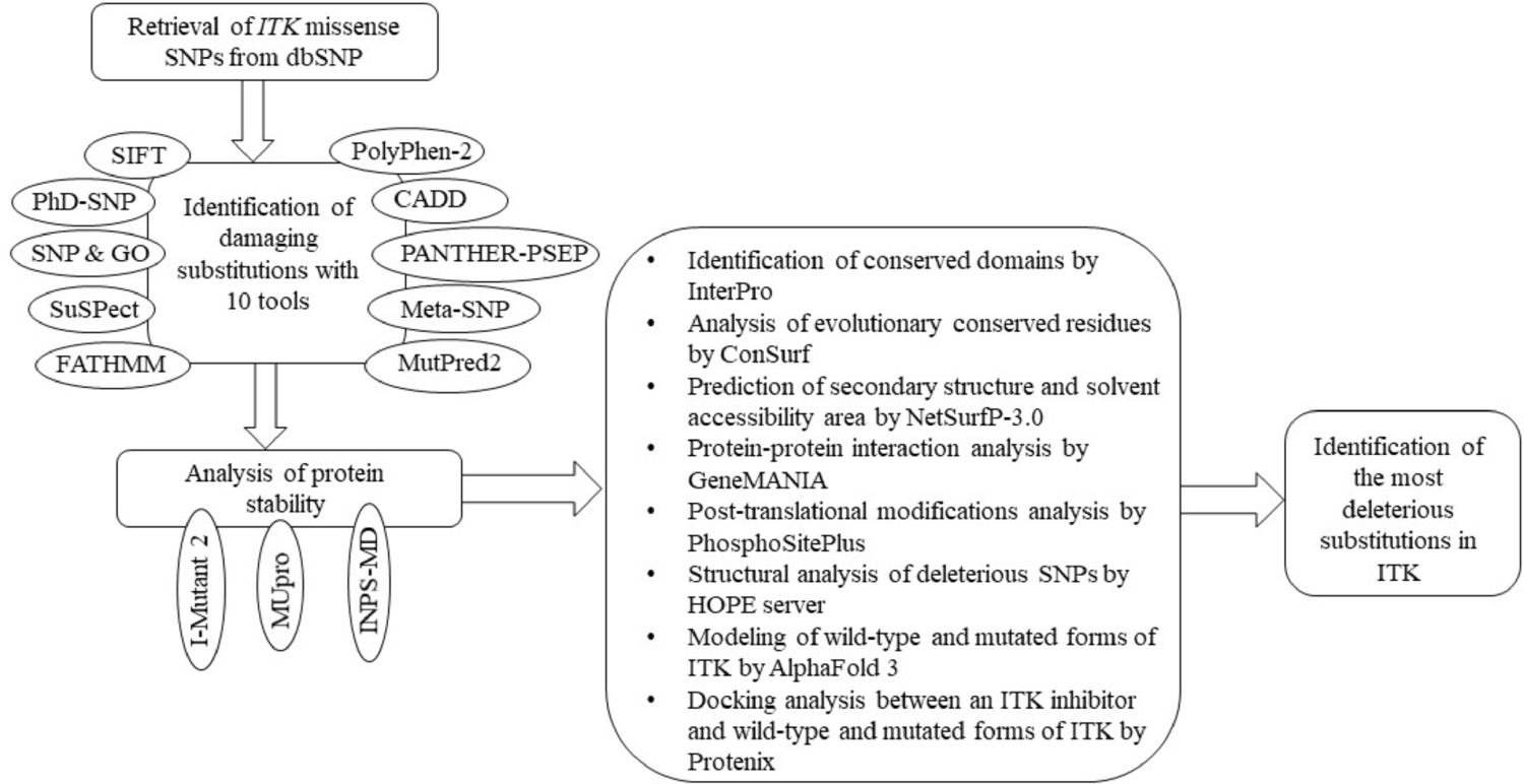 Identification of Deleterious Missense Single Nucleotide Polymorphisms in Human  Gene: An In Silico Study