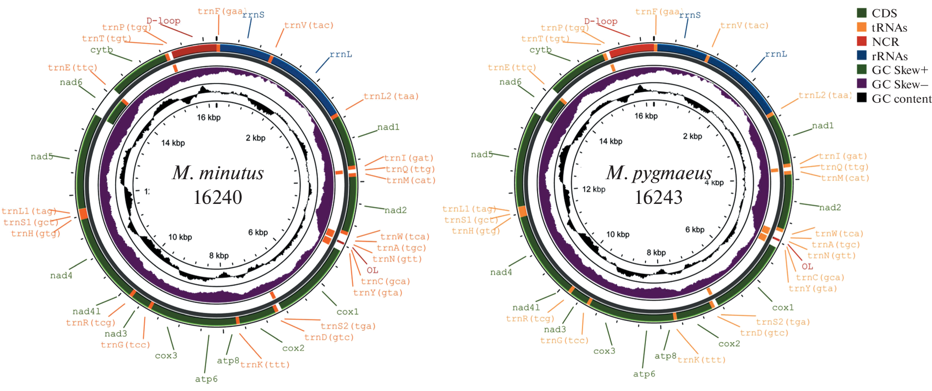 The First Analysis of the Complete Mitochondrial Genome of the Chinese Endemic Species, , and Determination of Phylogenetic Relationships of the Genus  within the Subfamily Murinae
