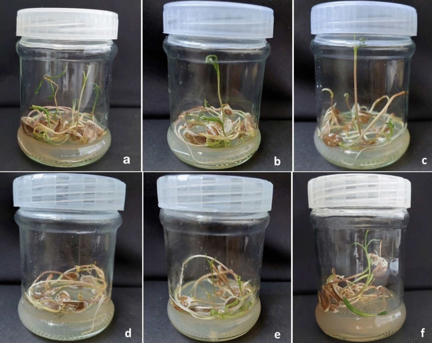 Enhancing growth and phyto-biochemical responses of  to salinity stress: Effect of melatonin and γ-aminobutyric acid on  culture