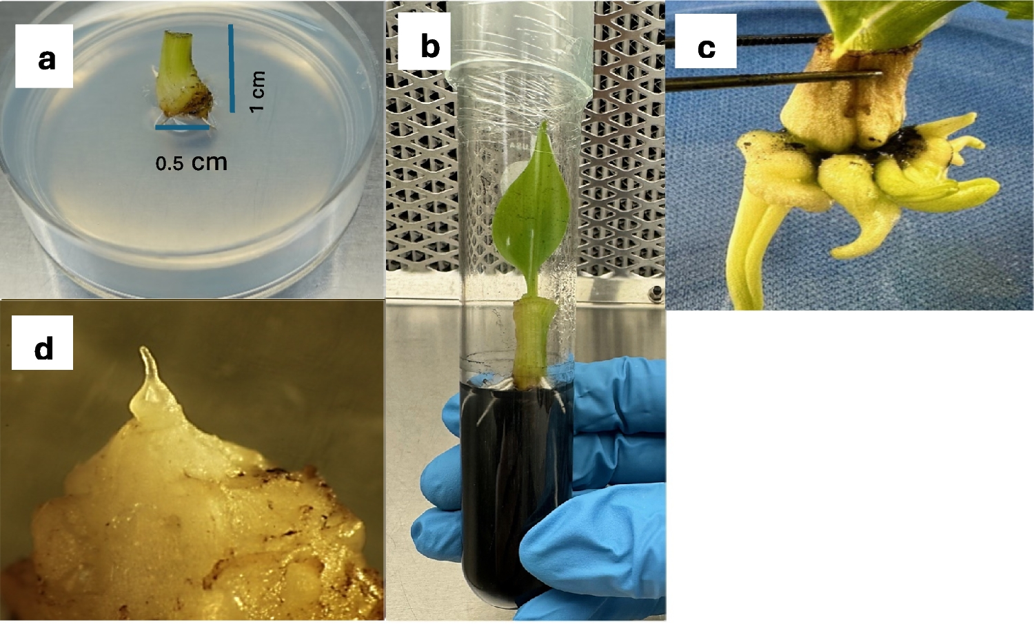 Effect of PGRs on  corm growth of  Colla