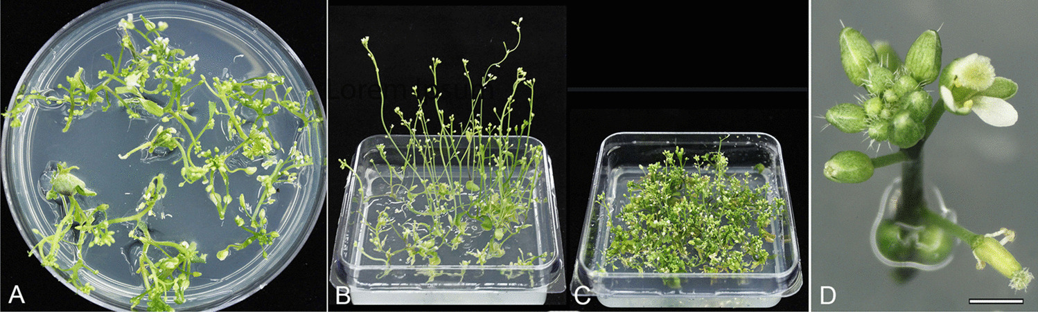 Floral and apical meristems as a target for -mediated transformation of