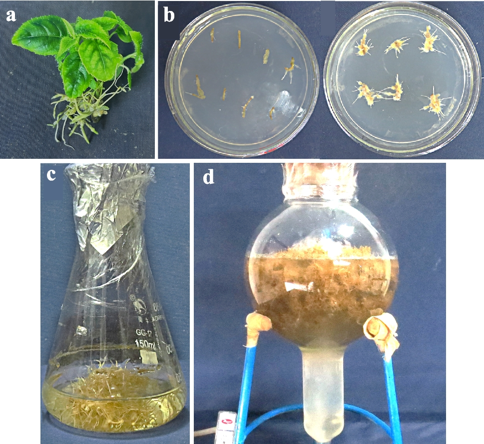 Scalable production of  adventitious roots in air-lift bioreactors and their antibacterial efficacy against