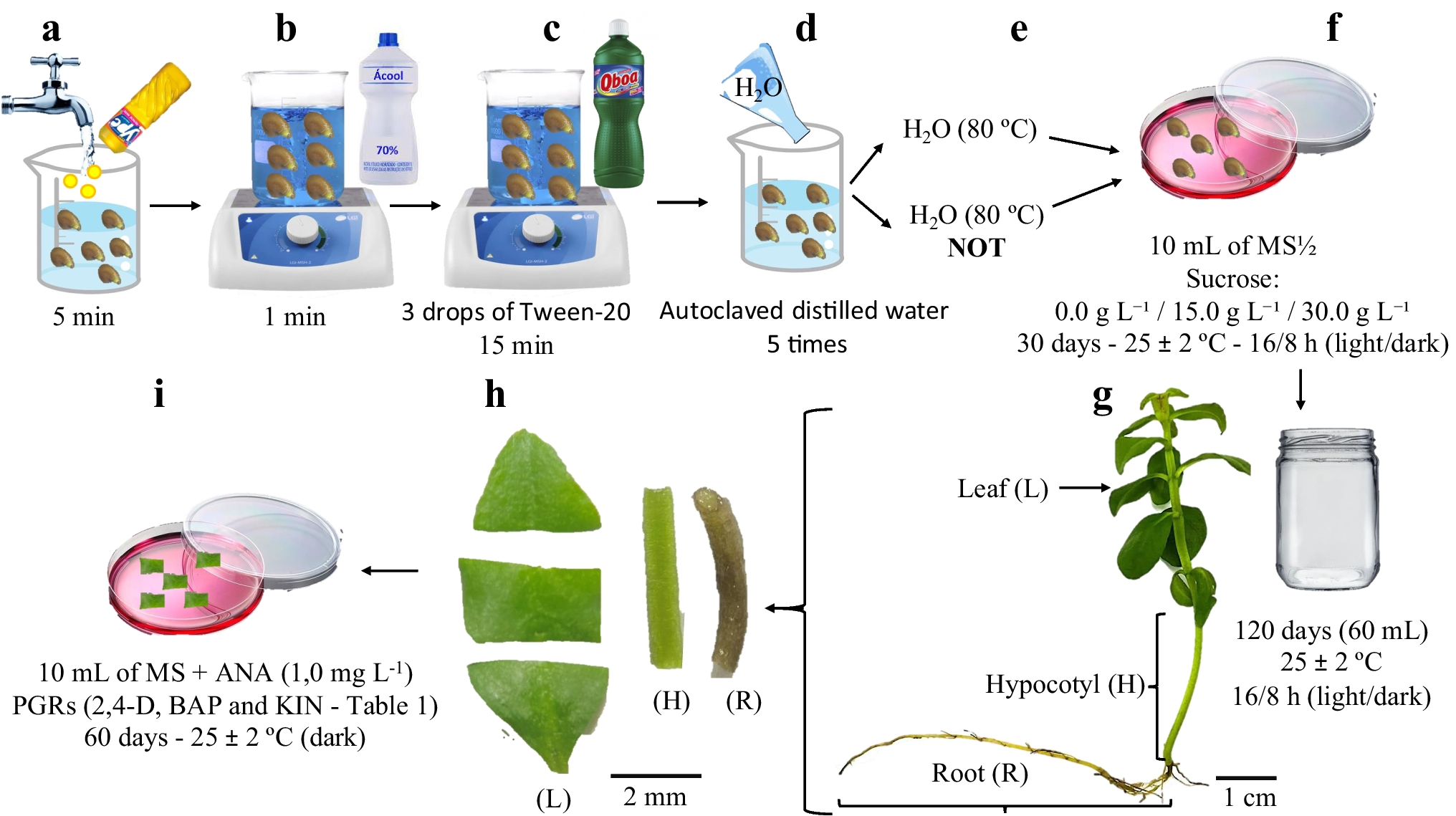 Phytochemical prospection of secondary metabolites in  seedlings and calluses of three cultivars of  L