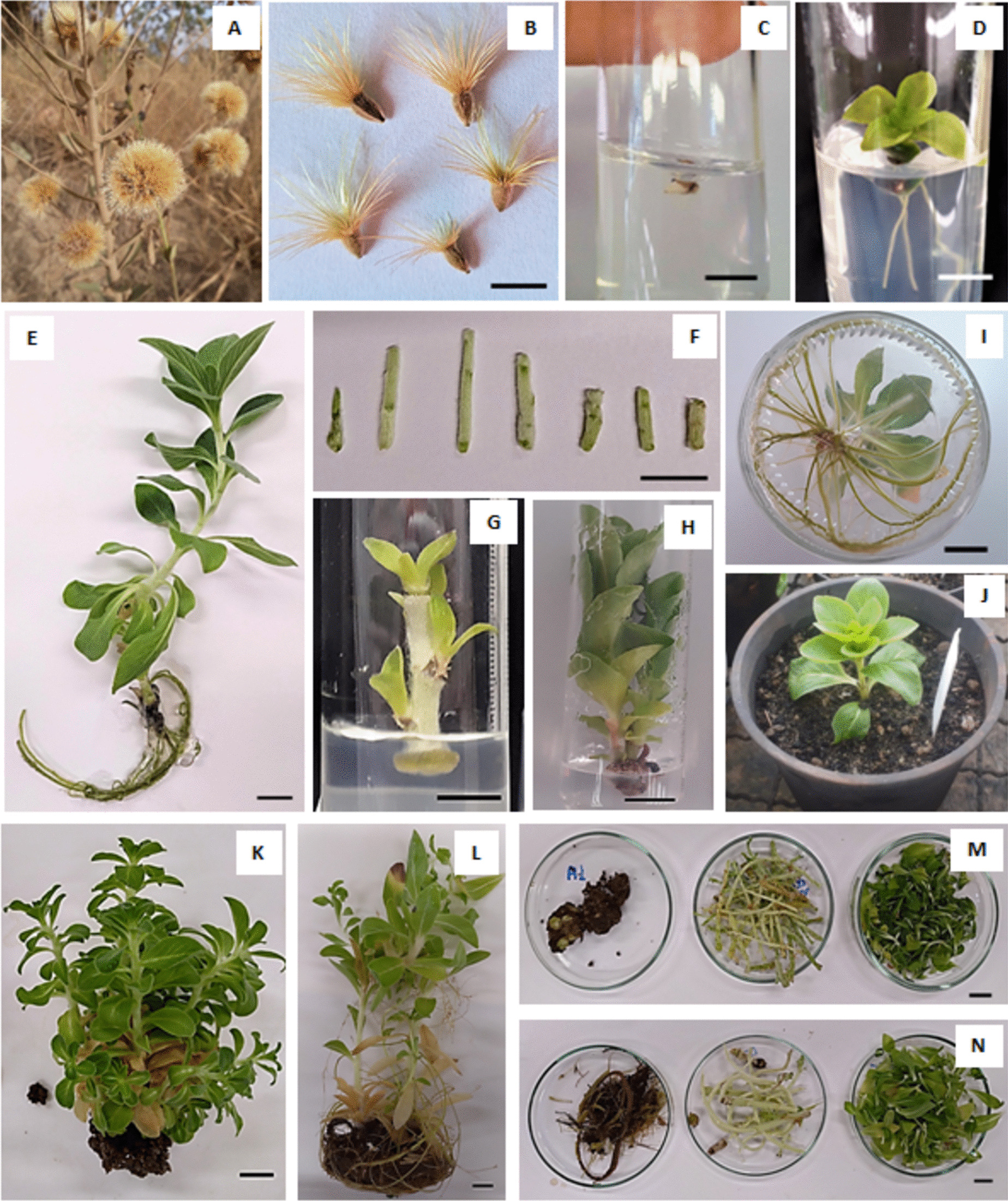 Micropropagation and  fructan production by  DC. (Asteraceae)