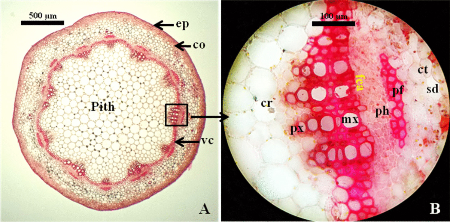 -Topolin-induced organogenesis in  (L.) Pruski  fascicular cambium activation and transverse thin cell layers