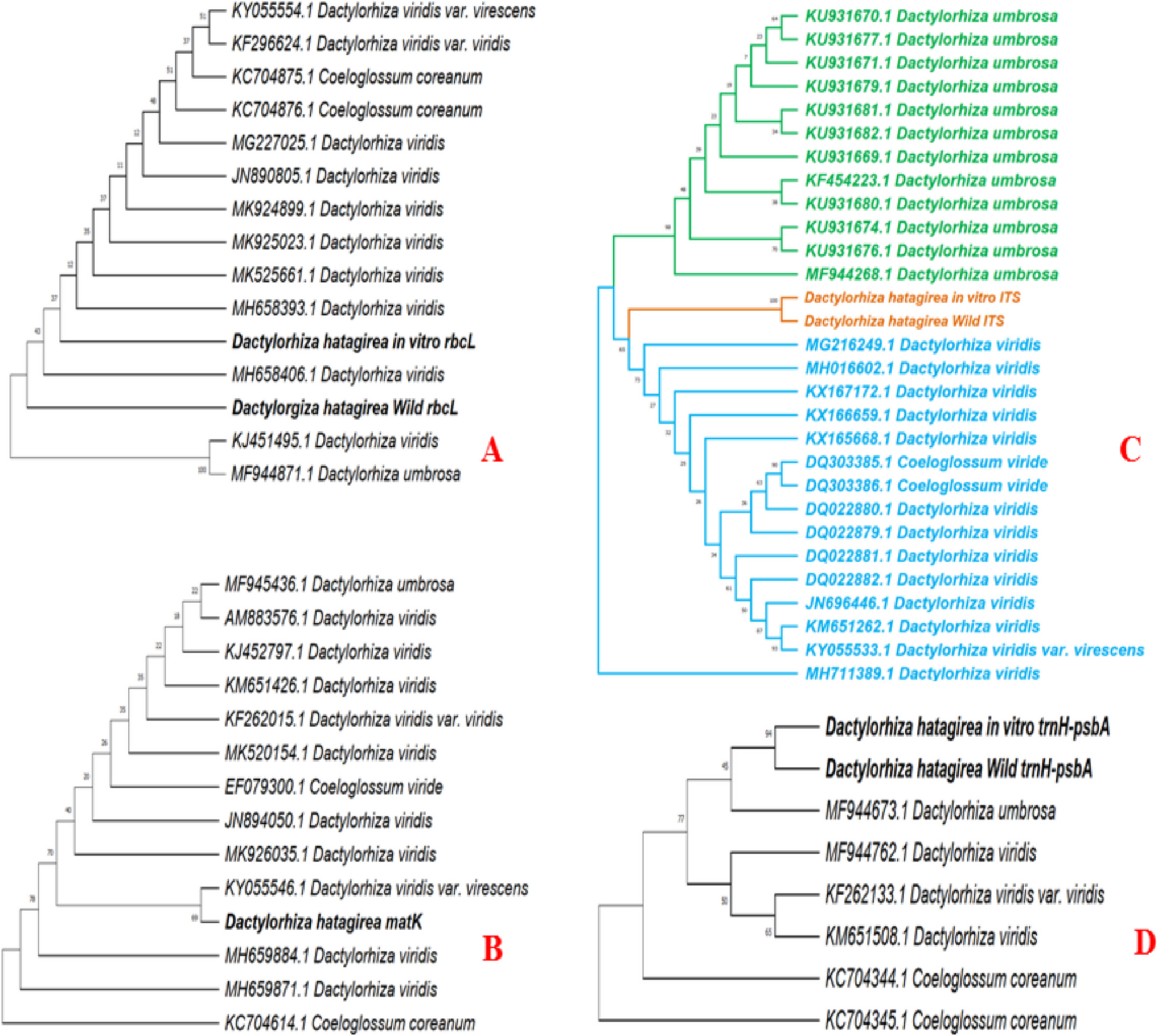 Identification of an endangered and medicinally important Himalayan orchid,  D.Don Soo using DNA barcodes and development of an efficient  propagation protocol utilizing embryo culture technique