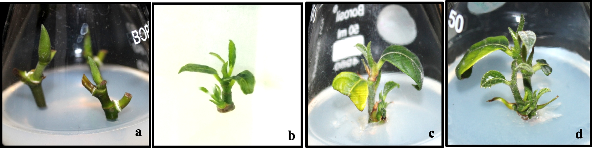 plant regeneration of  Lam. using shoot tips of mature trees