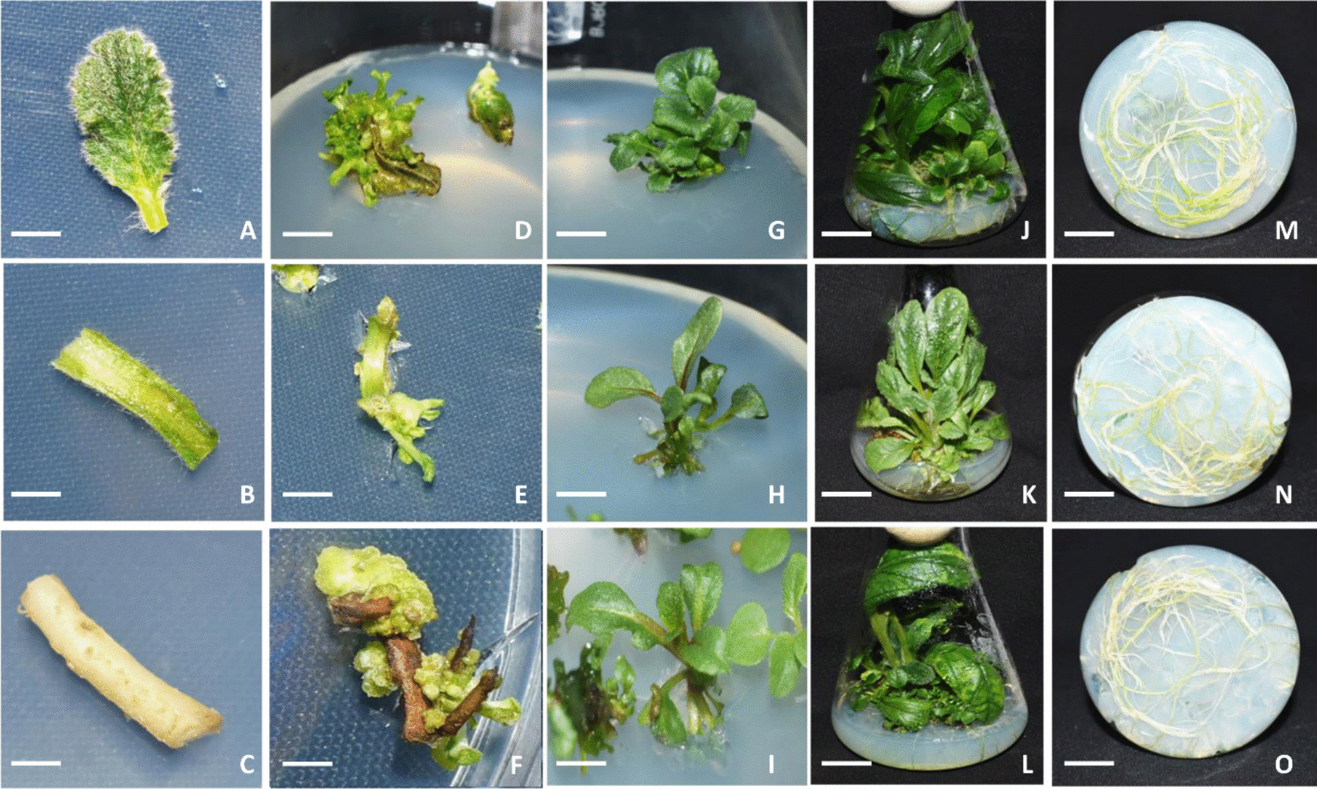 Development of a robust  propagation protocol, assessment of genetic fidelity, and metabolite analysis of  Benth
