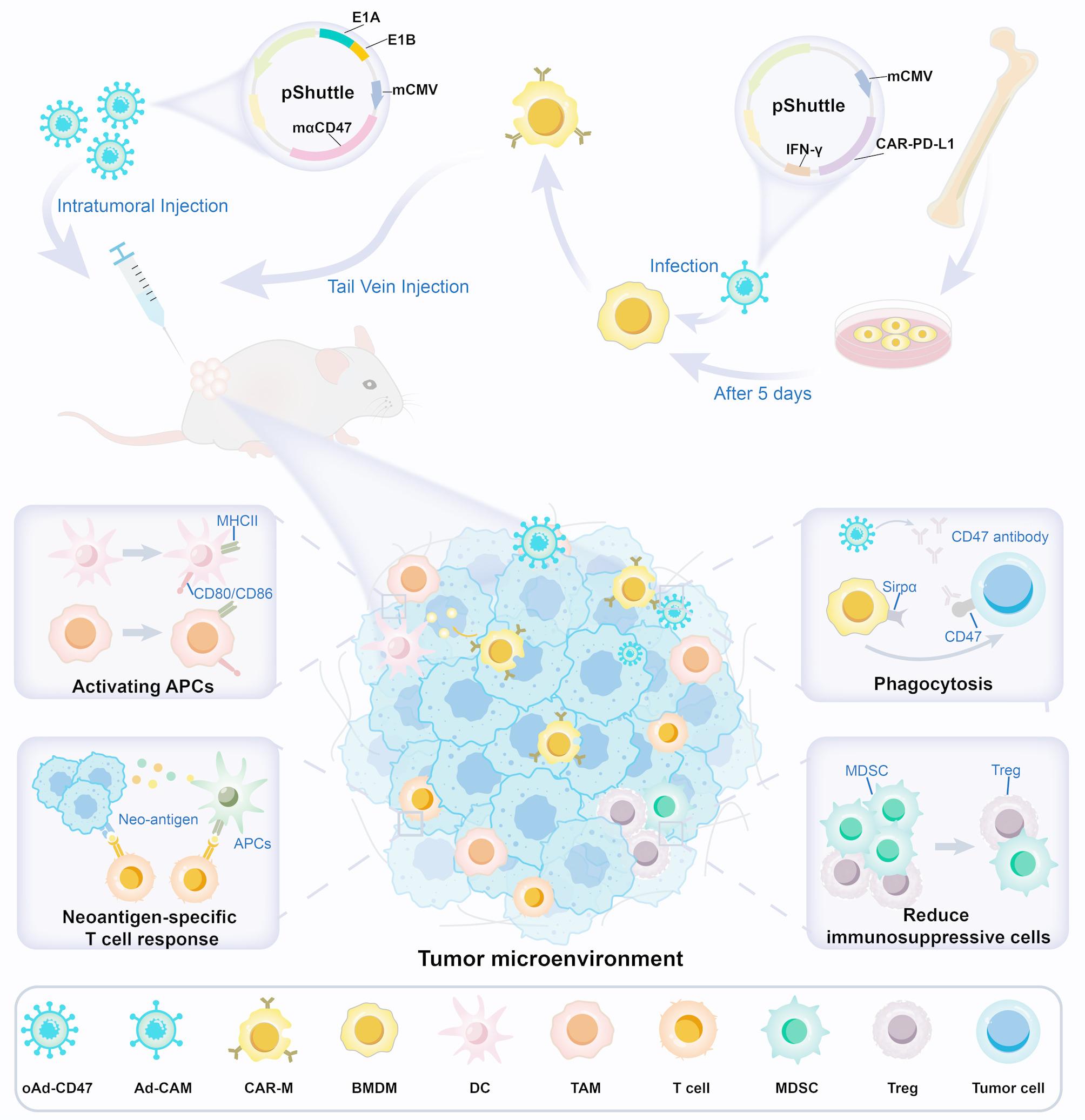 CD47 antibody-armed oncolytic adenovirus promotes chimeric antigen receptor macrophage phagocytosis and antitumor immunity