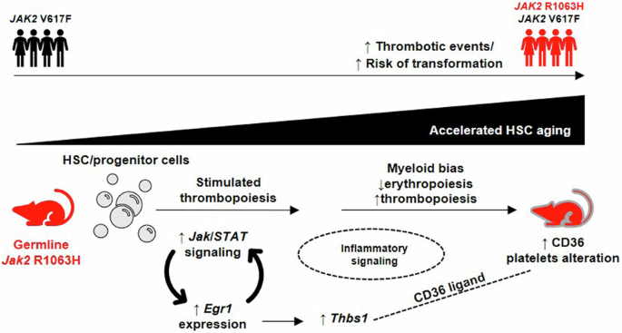 Germline Jak2-R1063H mutation interferes with normal hematopoietic development and increases risk of thrombosis and leukemic transformation