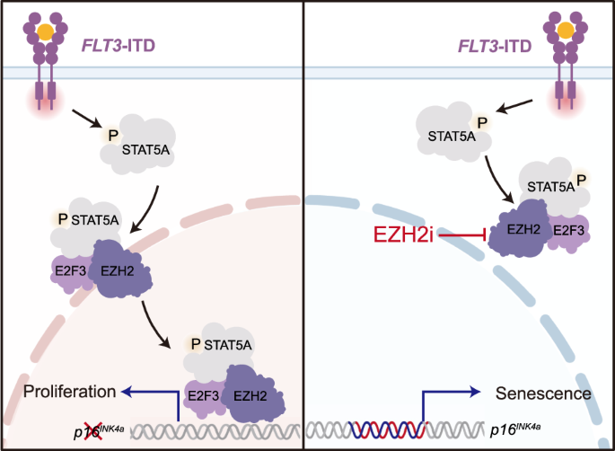 Targeting p16INK4a-mediated cellular senescence as a therapeutic strategy for FLT3-ITD-driven acute myeloid leukemia