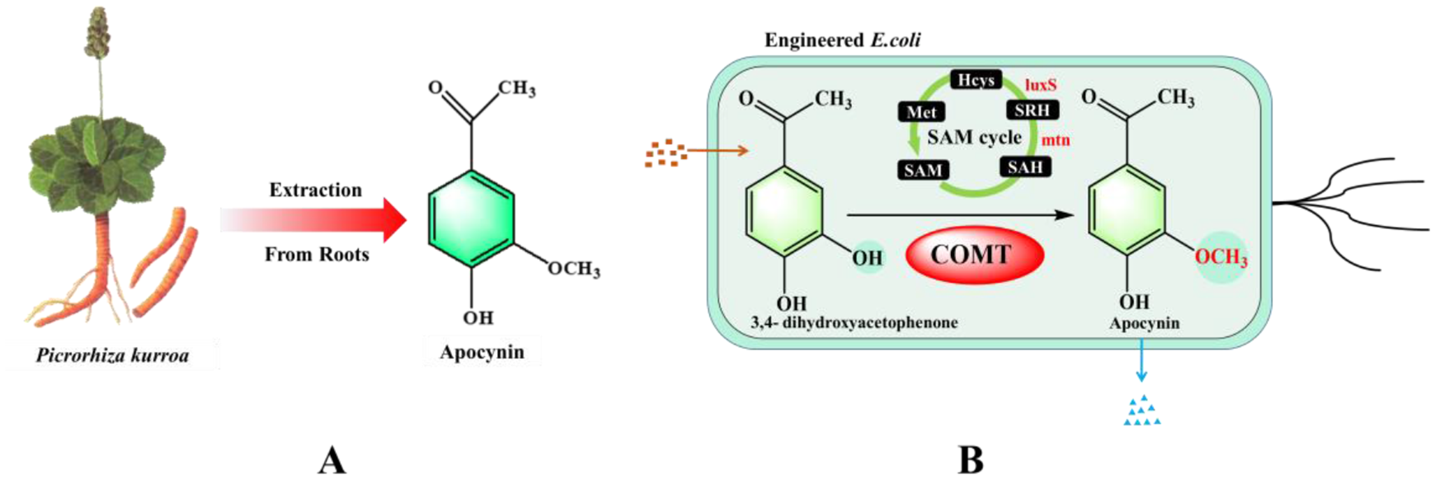 Developing a highly efficient whole-cell biotransformation of 3,4-dihydroxyacetophenone into Apocynin by engineered  expressing caffeic acid O-methyltransferase