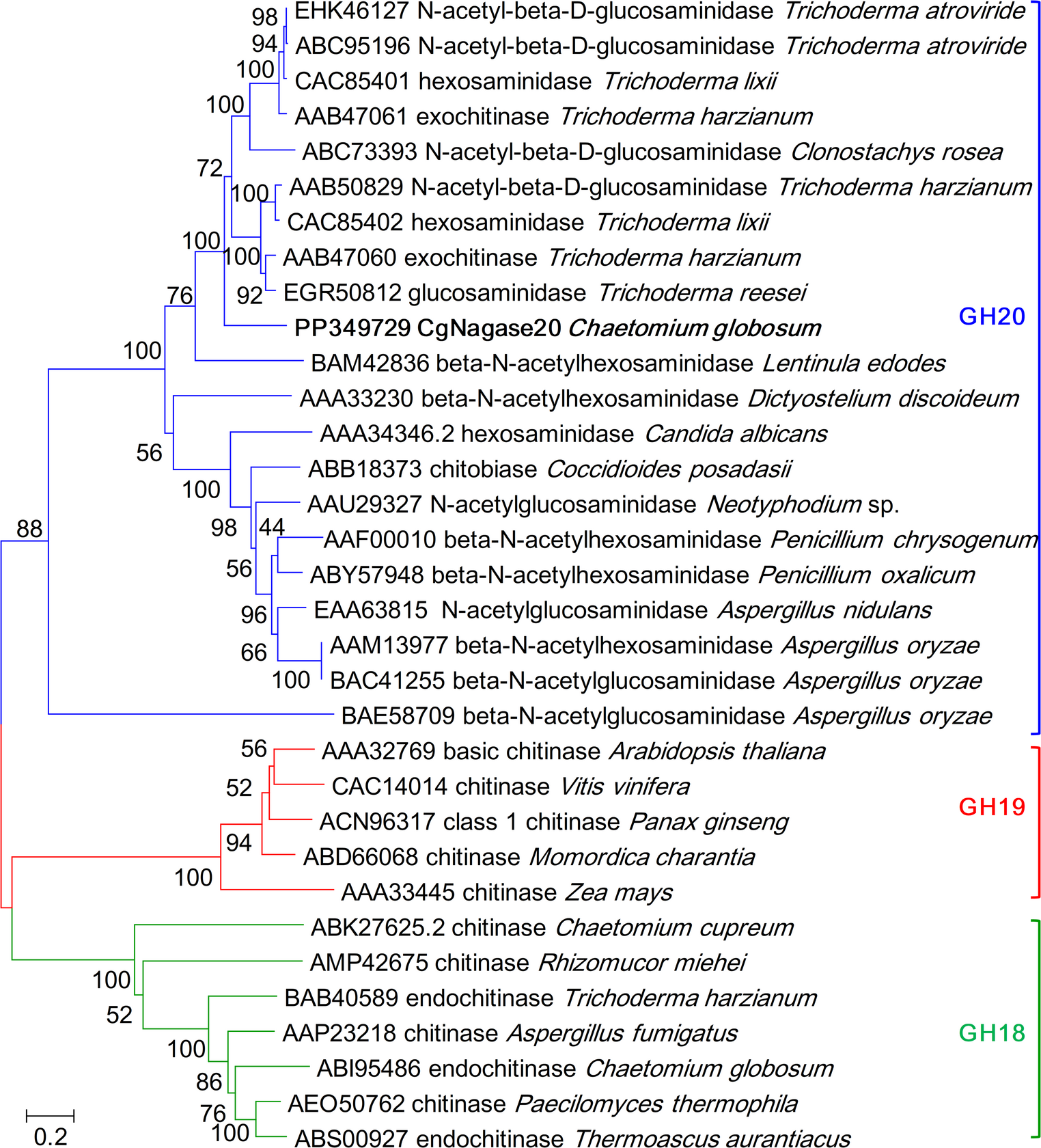Characterization of a β-N-acetylhexosaminidase CgNagase20 from  with antifungal activity against