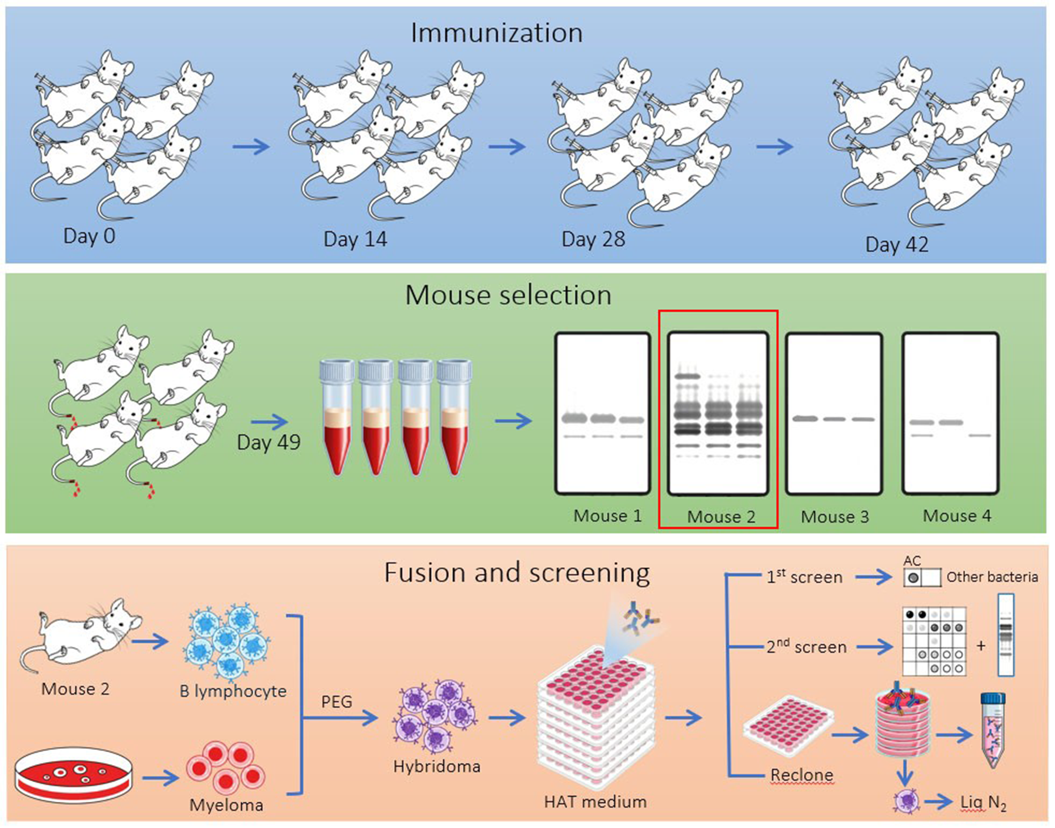 Simple detection and differentiation of  infection and contamination with specific monoclonal antibodies by dot blotting