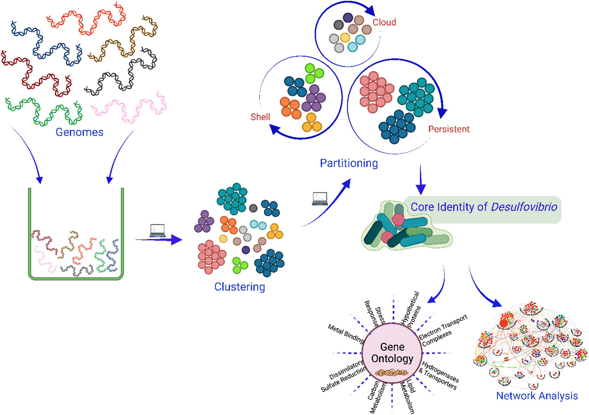 Mapping the pangenome of sulfate reducing bacteria: core genes, plasticity, and novel functions in  spp.