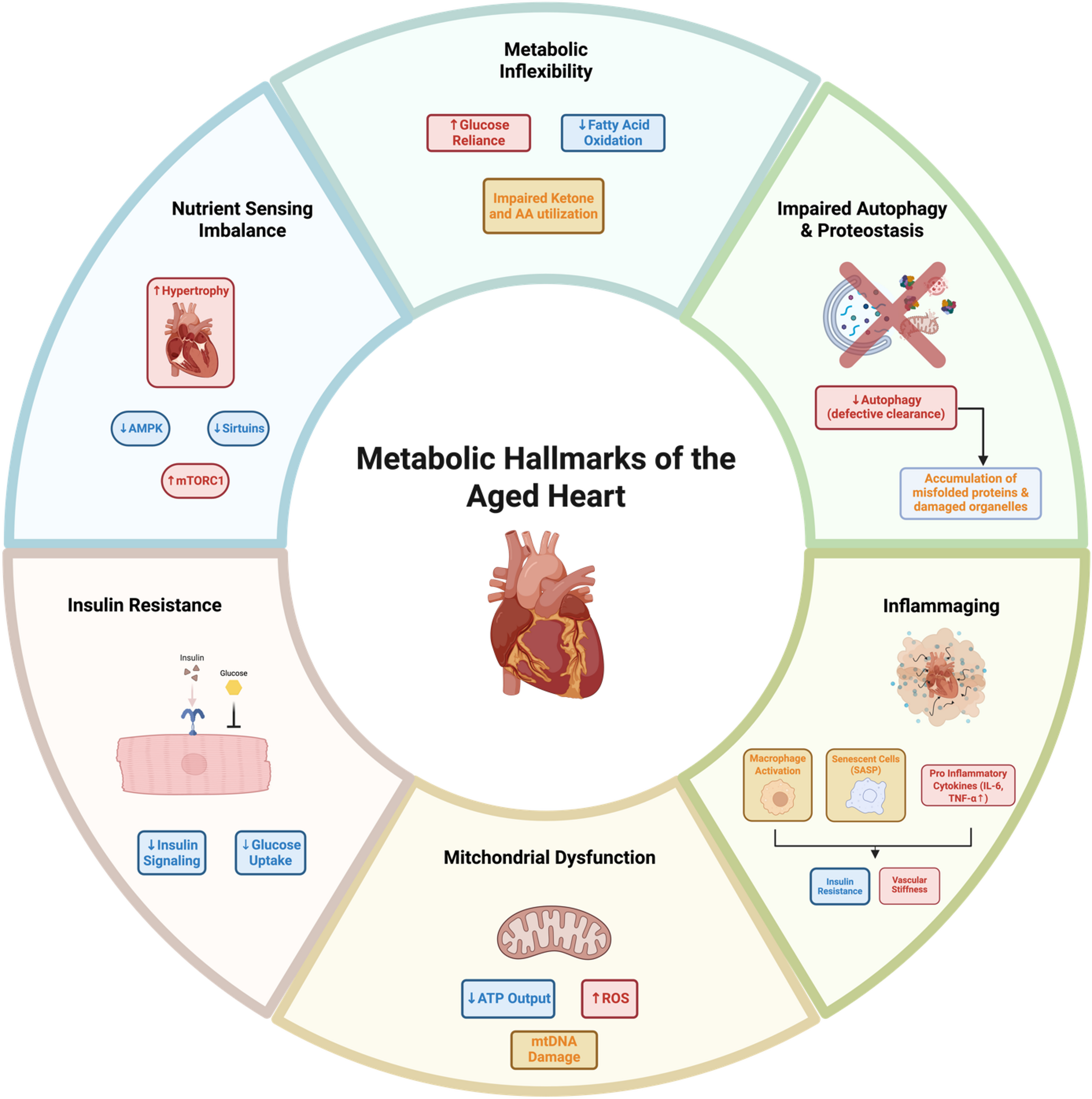 Metabolic Regulation of Cardiovascular Aging