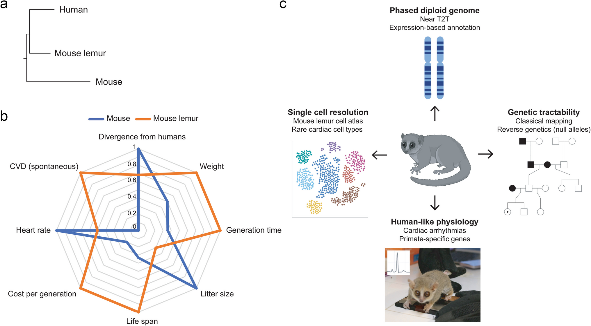 Beyond the Mouse: The Mouse Lemur as a New Primate Model for Cardiovascular Research
