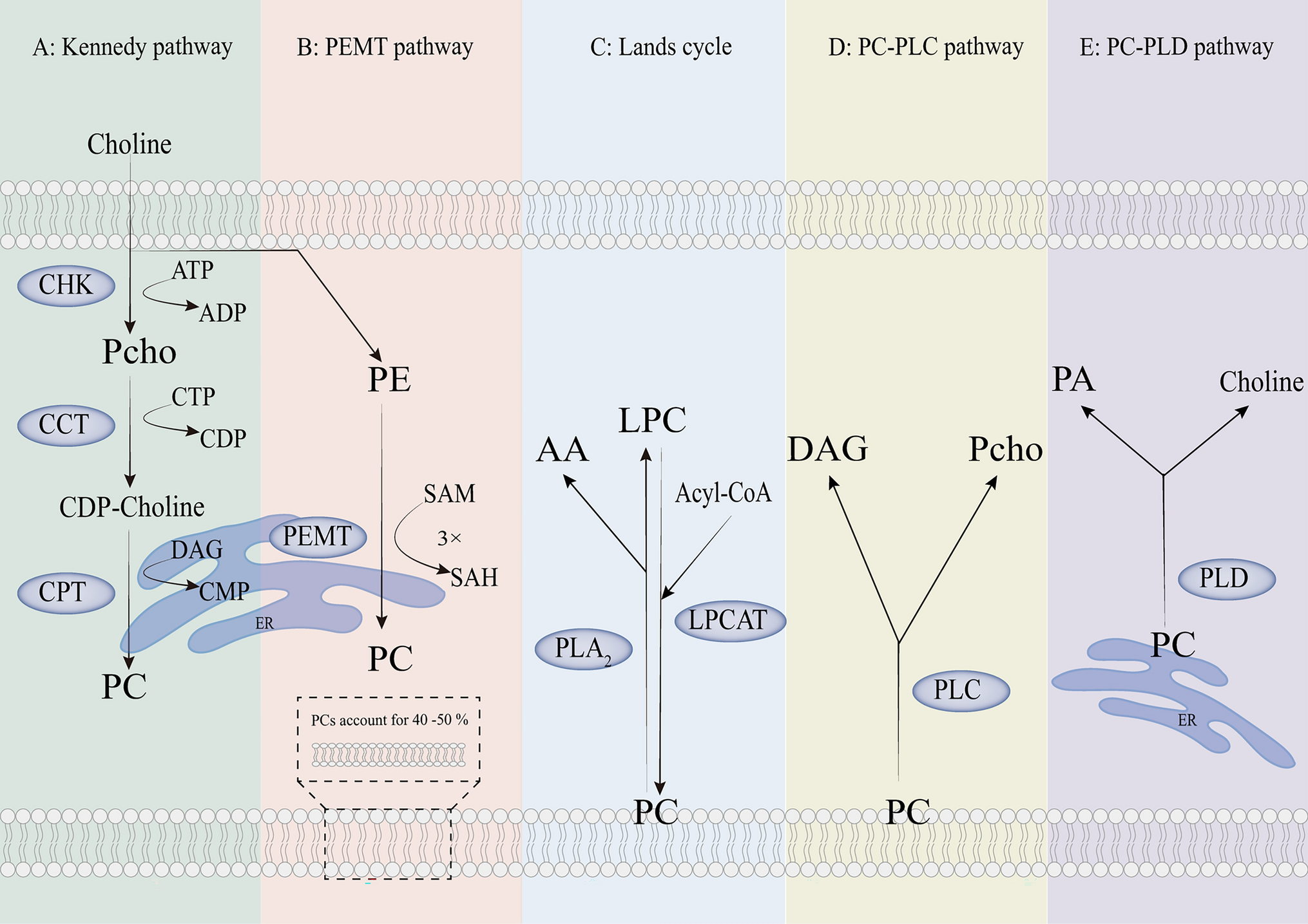The role of phosphatidylcholine metabolism in tumors