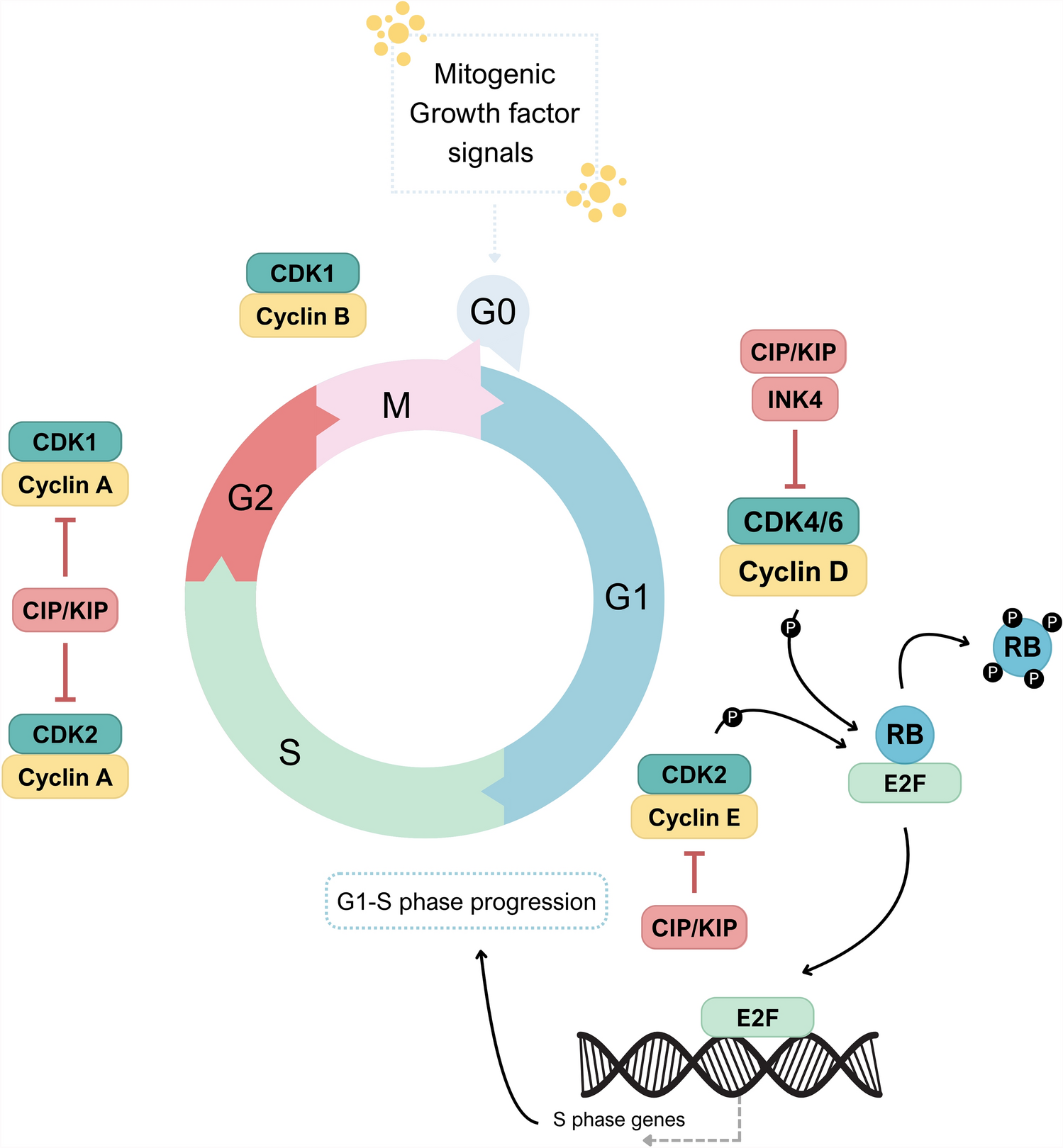 The landscape of cyclin-dependent kinase 4/6 inhibitors in solid malignancies: emphasis on immunotherapy combinatorial strategies