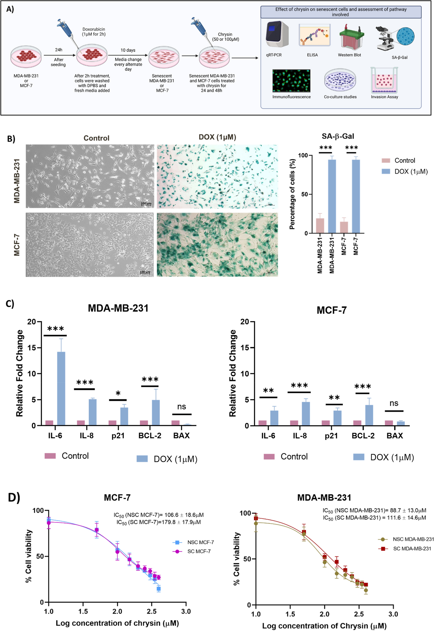 Chrysin mitigates therapy-induced senescence in breast cancer via cGAS–STING pathway inhibition
