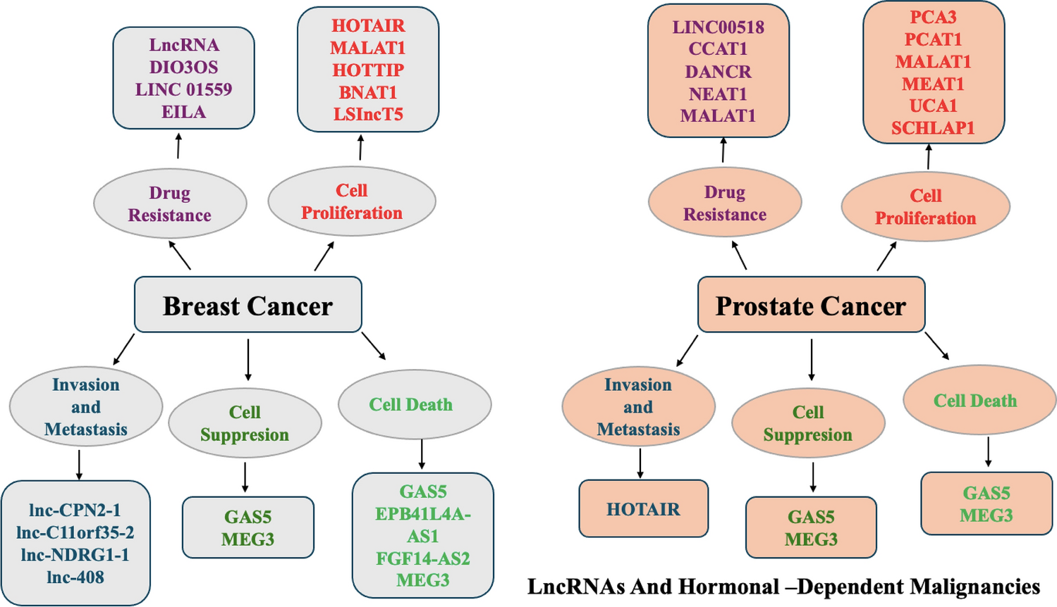 Female and male hormonal-dependent malignancies: the role of long non-coding RNAs