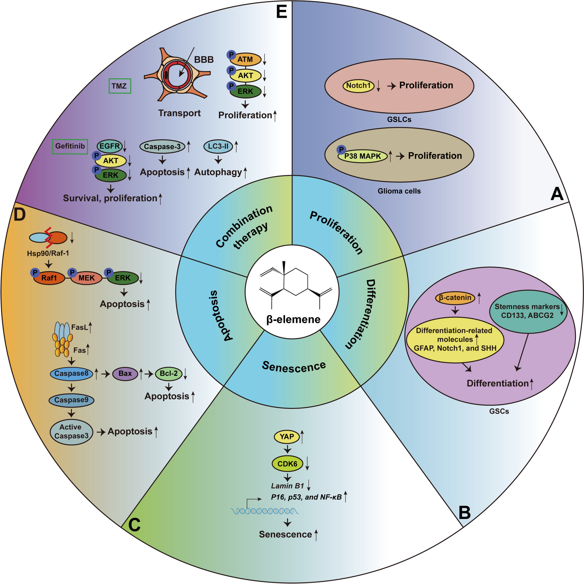 Mechanistic insights into the therapeutic potential of β-elemene on glioma and other central nervous system diseases