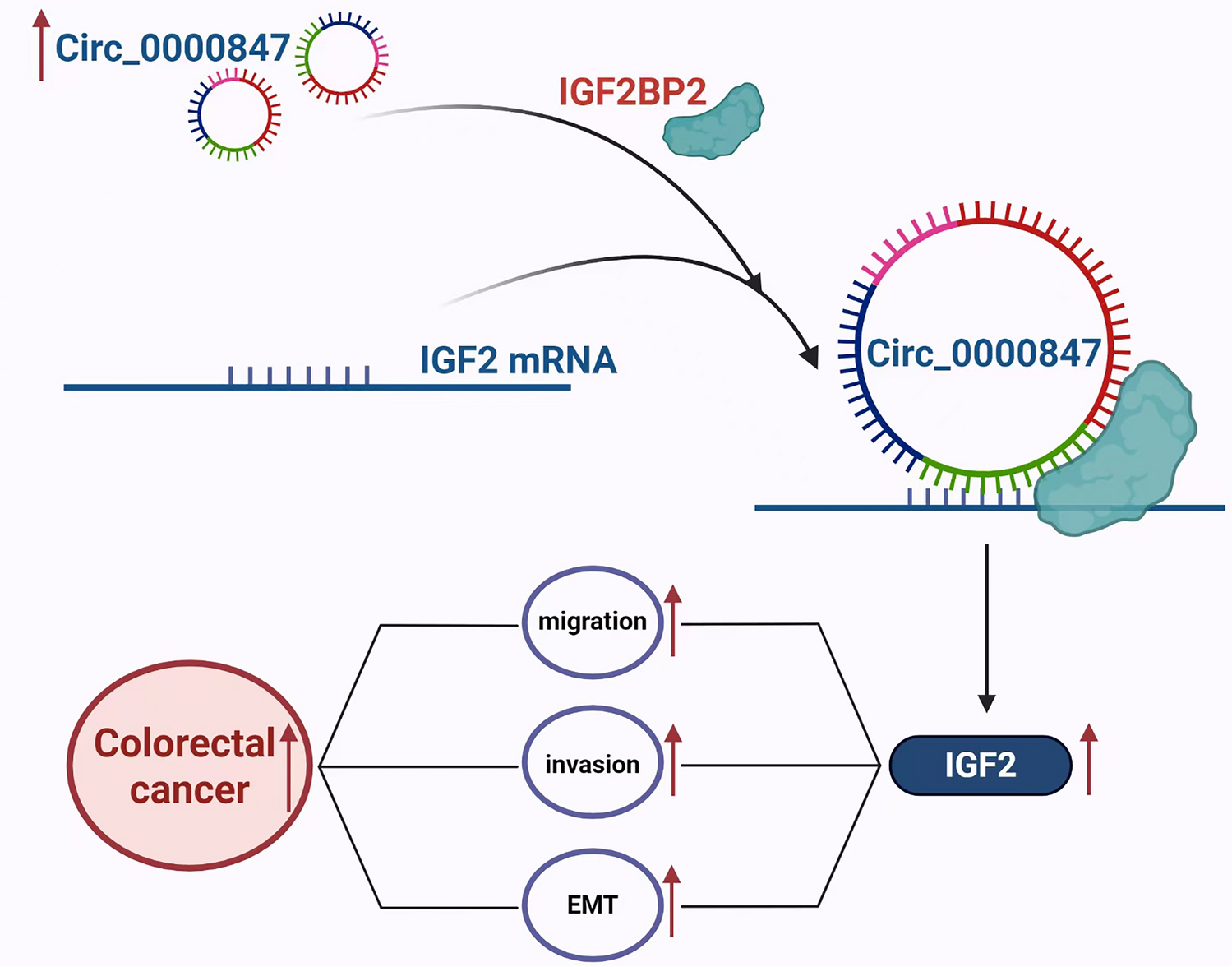 Circ_0000847 promotes the migration, invasion, and EMT process in colorectal cancer through binding to IGF2BP2 to enhance IGF2 mRNA stability