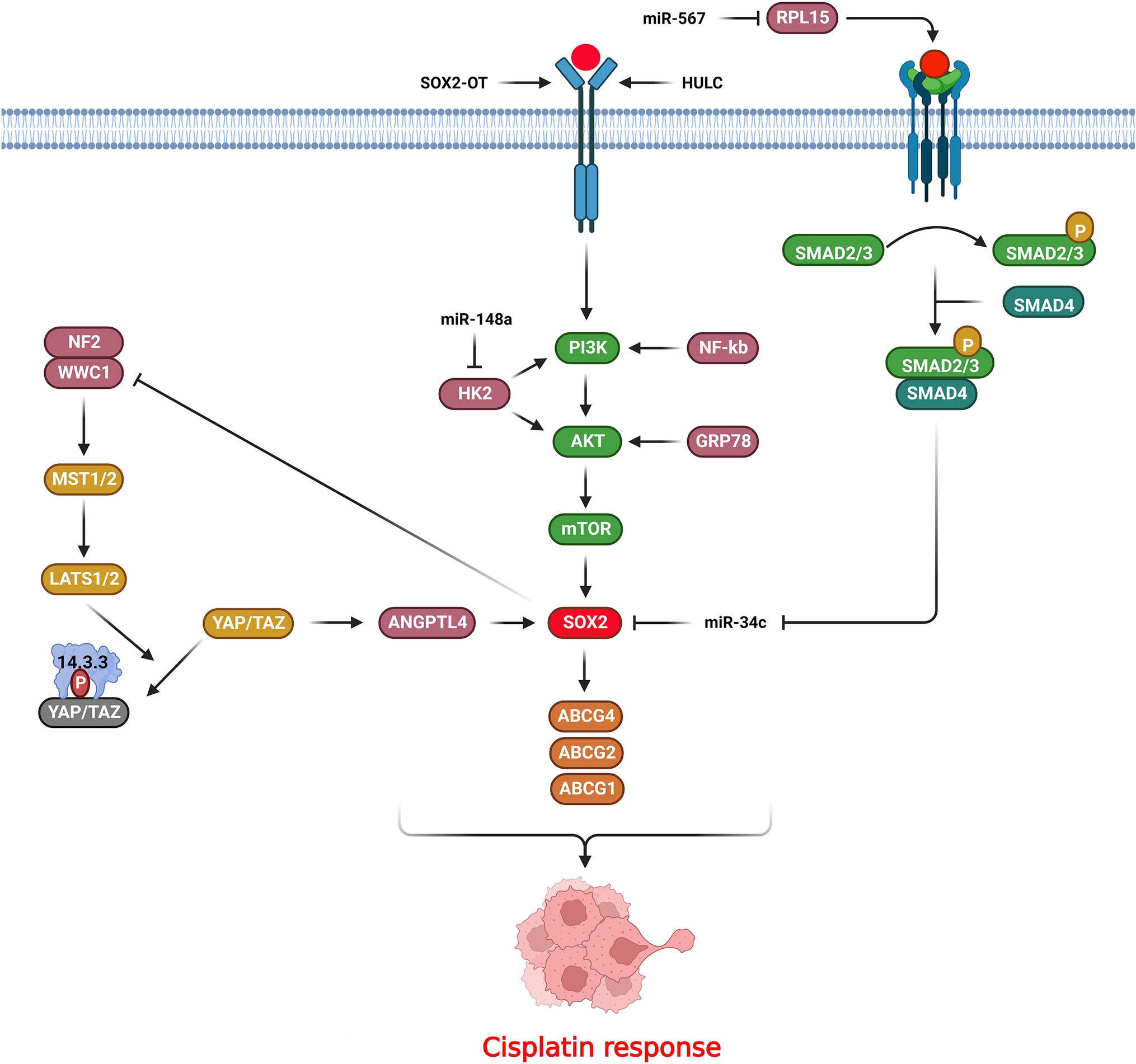 Signaling pathways as the pivotal regulators of cisplatin resistance in tumor cells through SOX2 upregulation