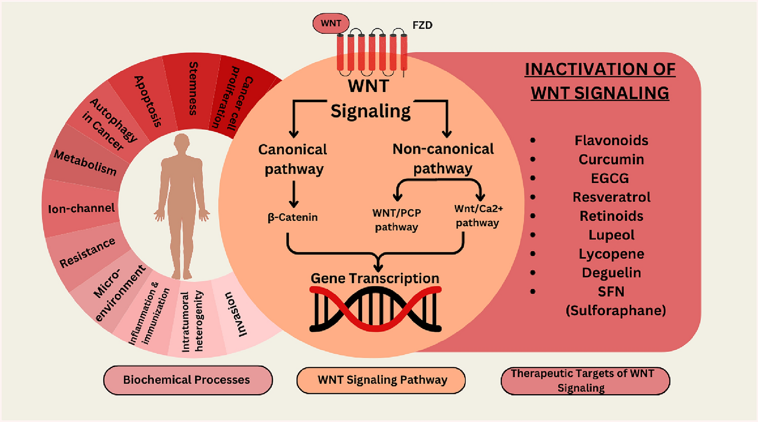 Evolutionary conservation and cancer implications of the WNT signaling pathway