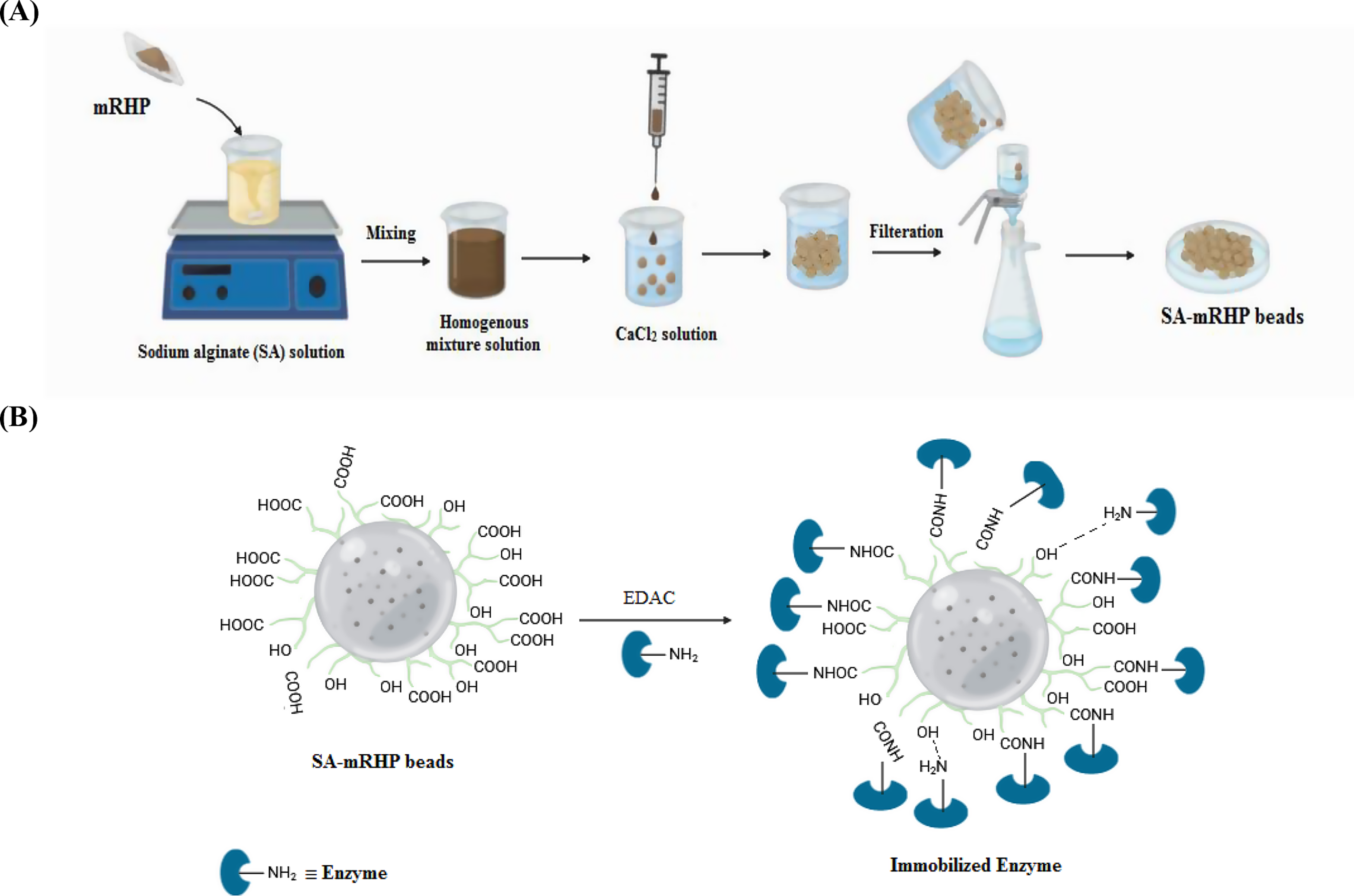 Enhanced enzyme activity and stability through immobilization of recombinant chitinase on sodium alginate-modified rice husk beads for efficient decolorization of synthetic dyes