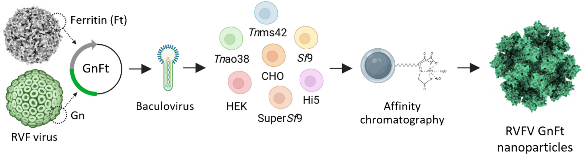 Baculovirus-mediated production and purification of ferritin nanoparticles for rift valley fever vaccine development