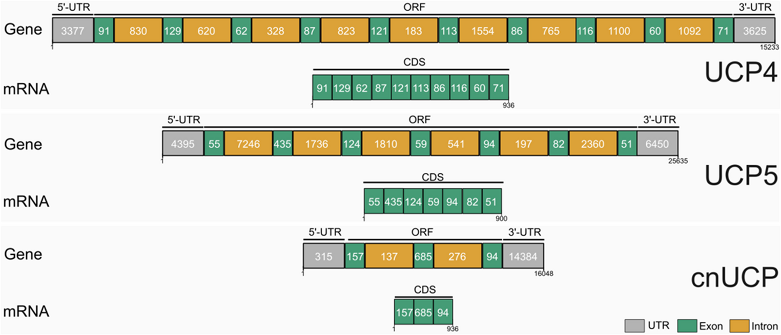 The mitochondrial uncoupling proteins in early-branching animals: comparative analysis and transcriptional response to temperature in the jellyfish  sp.2