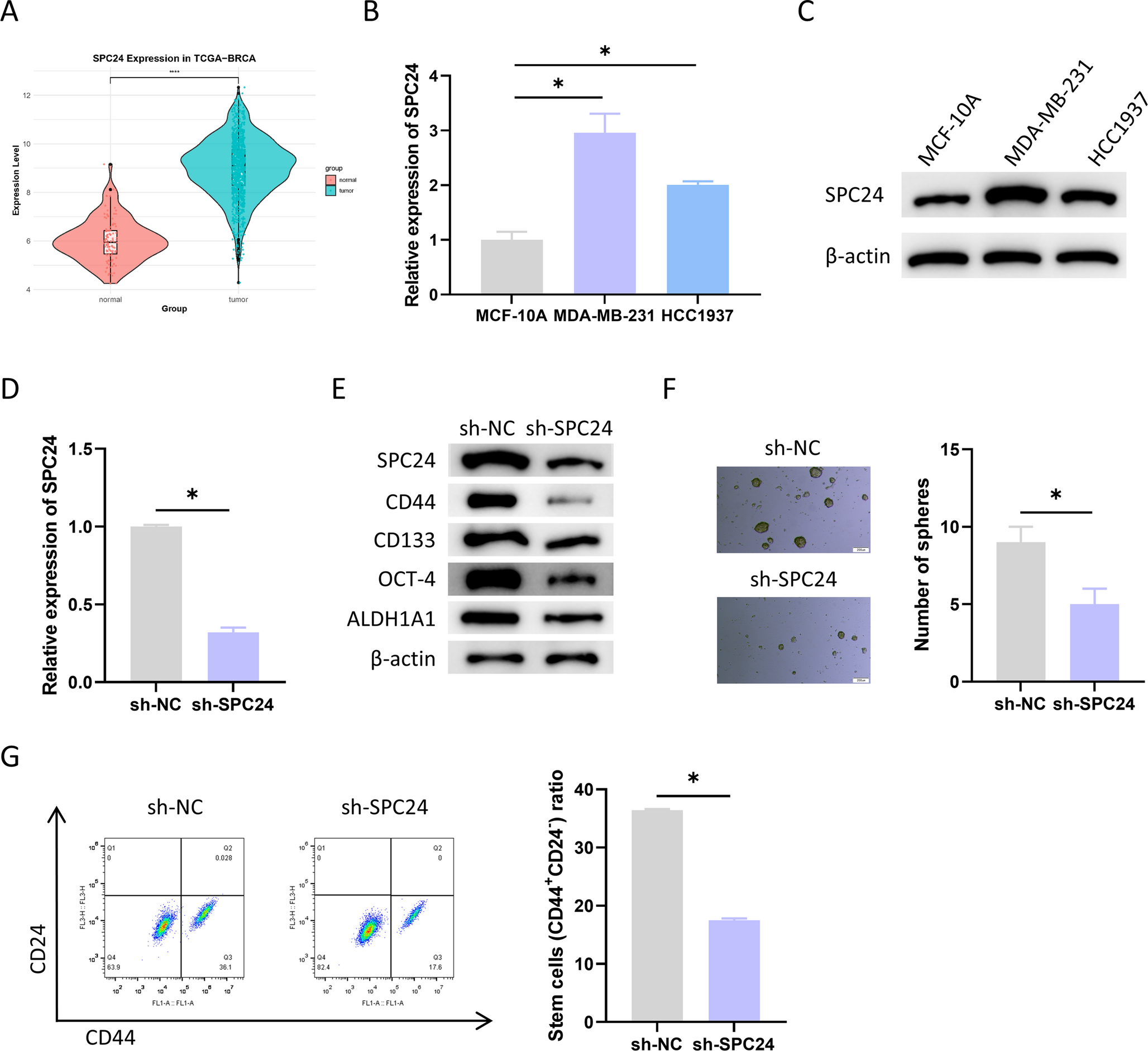 E2F7 transcriptionally upregulates SPC24 to mediate aerobic Glycolysis and facilitate stemness of breast cancer